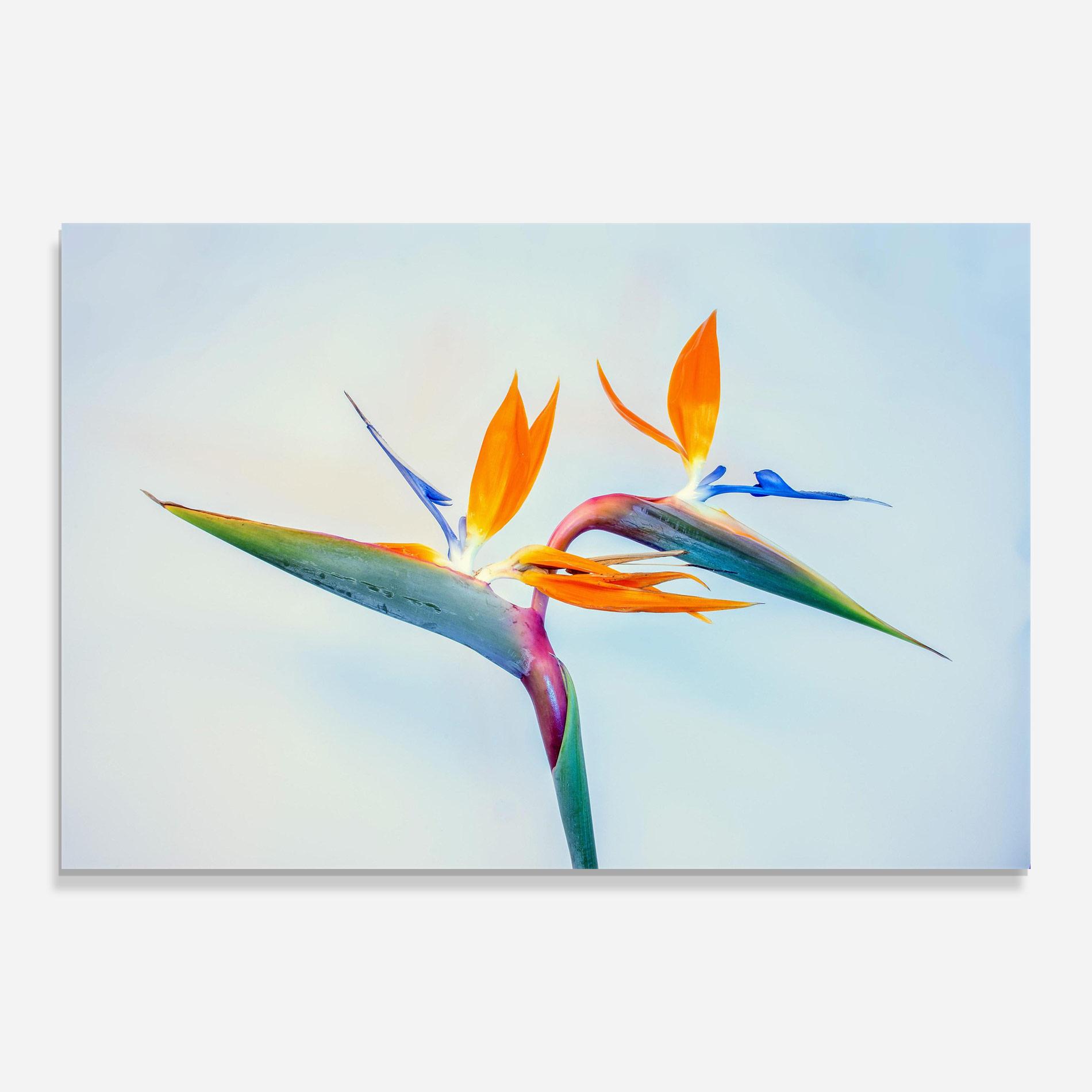 Tablou Sticla Green Orange Exotic mockup 0