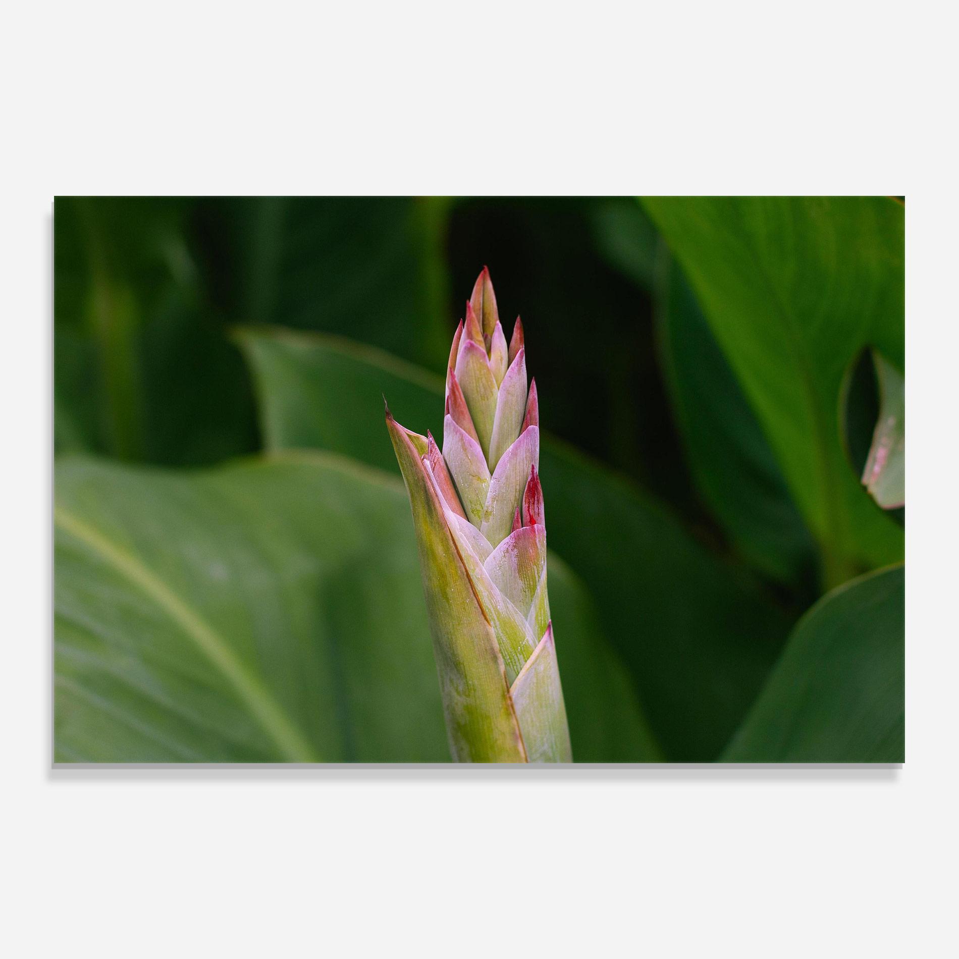 Tablou Sticla Light Pink Exotic mockup 0