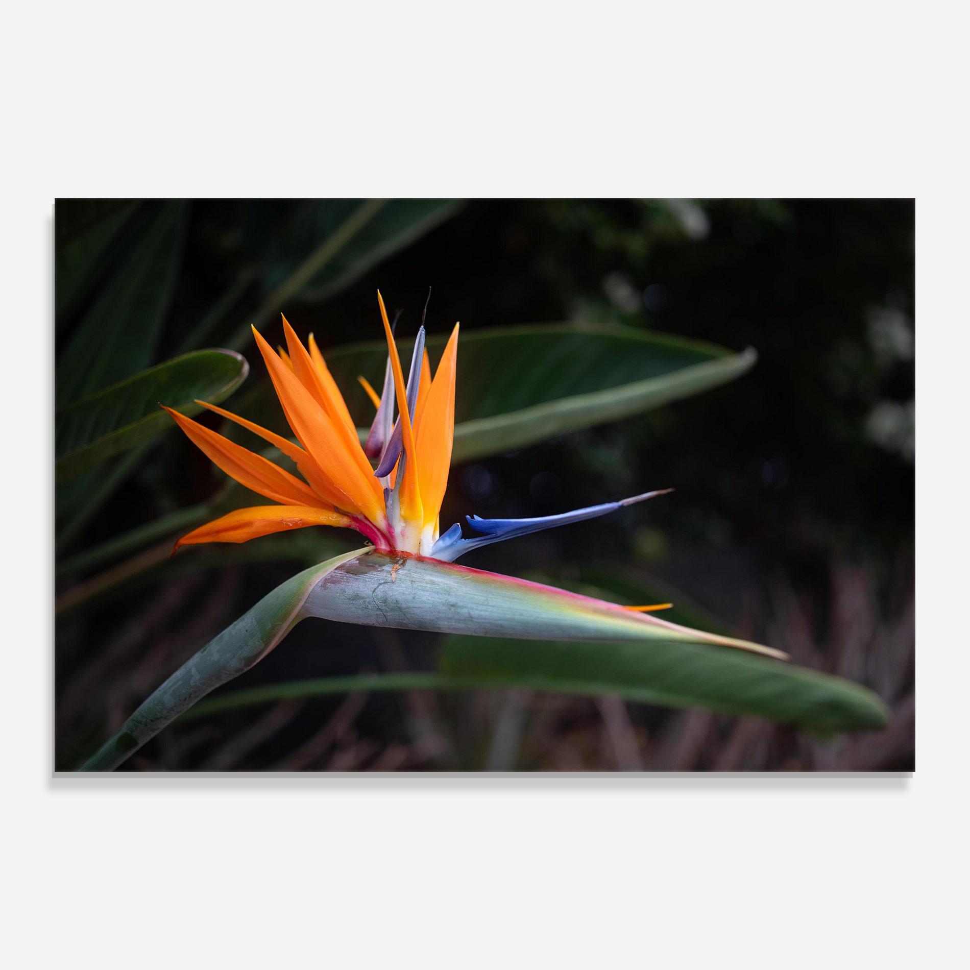 Tablou Sticla Paradise Plant mockup 0