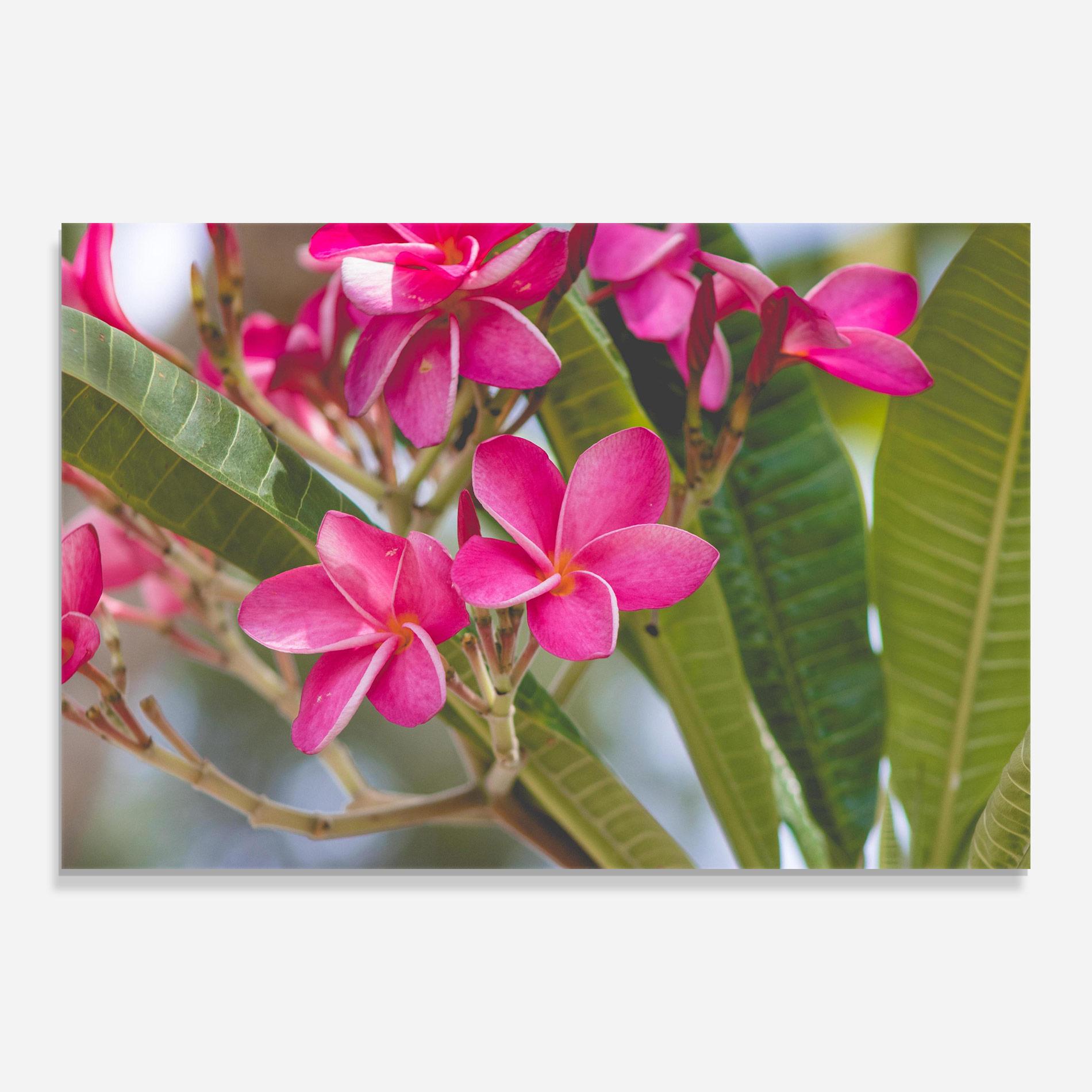 Tablou Sticla Pink Exotic Flowers mockup 0