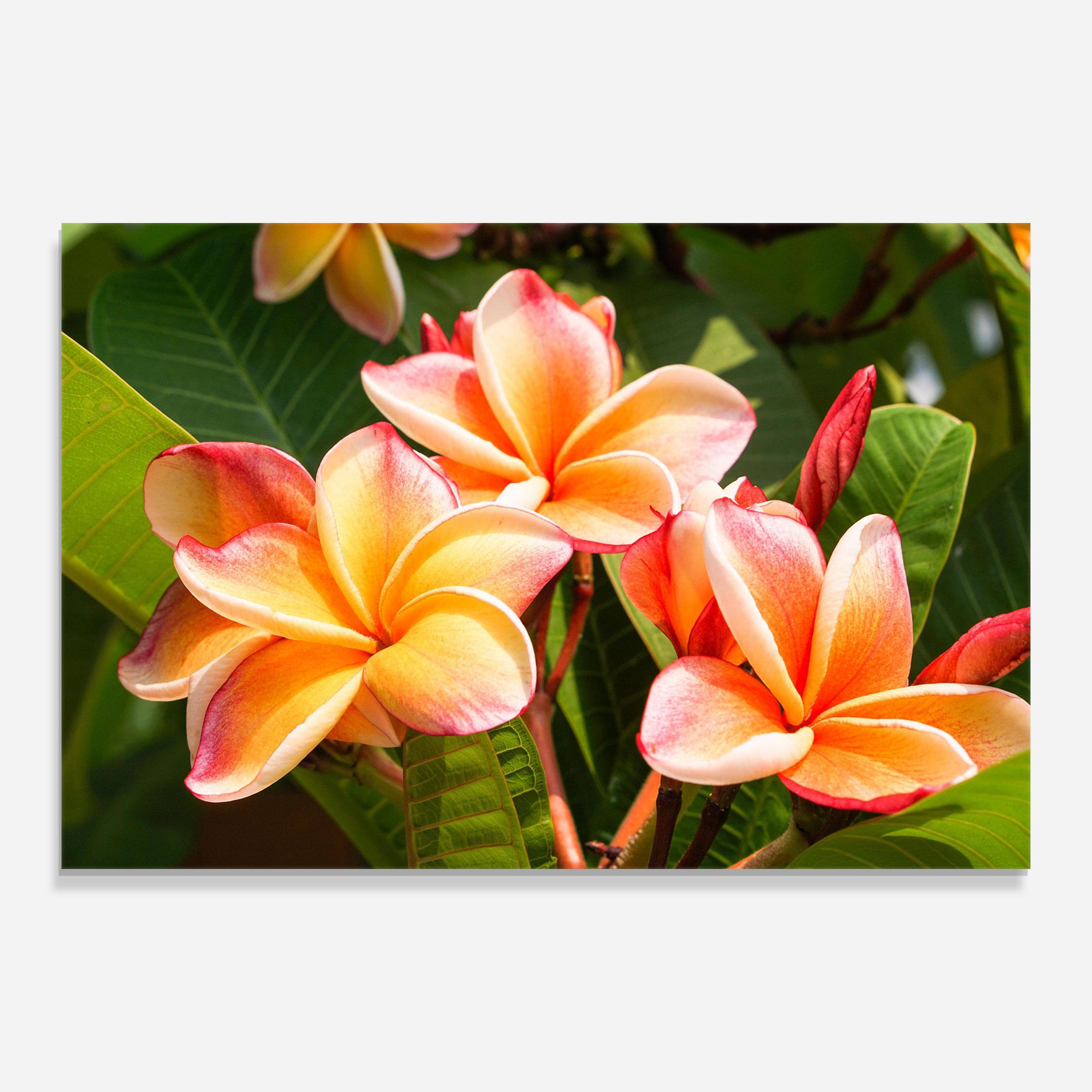 Pretty Plumeria mockup 0