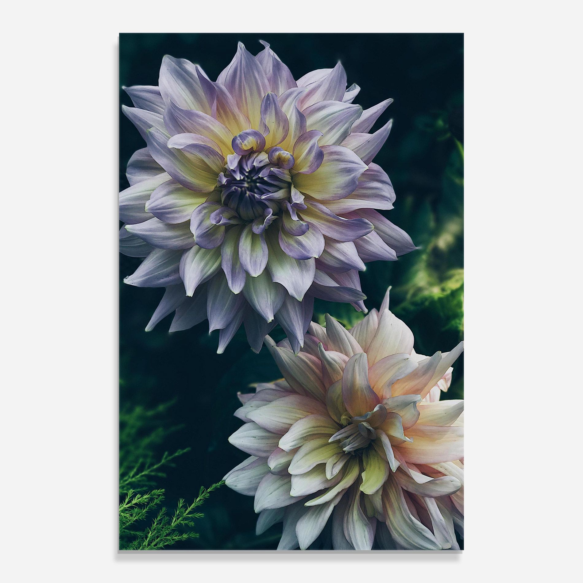Dahlia Flowers mockup 0