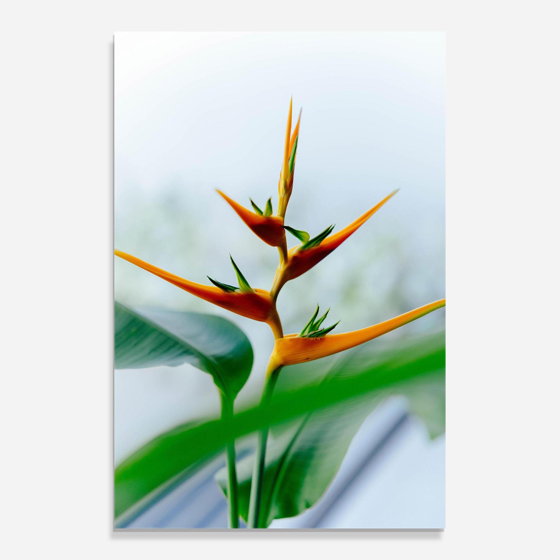Tablou Sticla Exotic Orange Green mockup 0