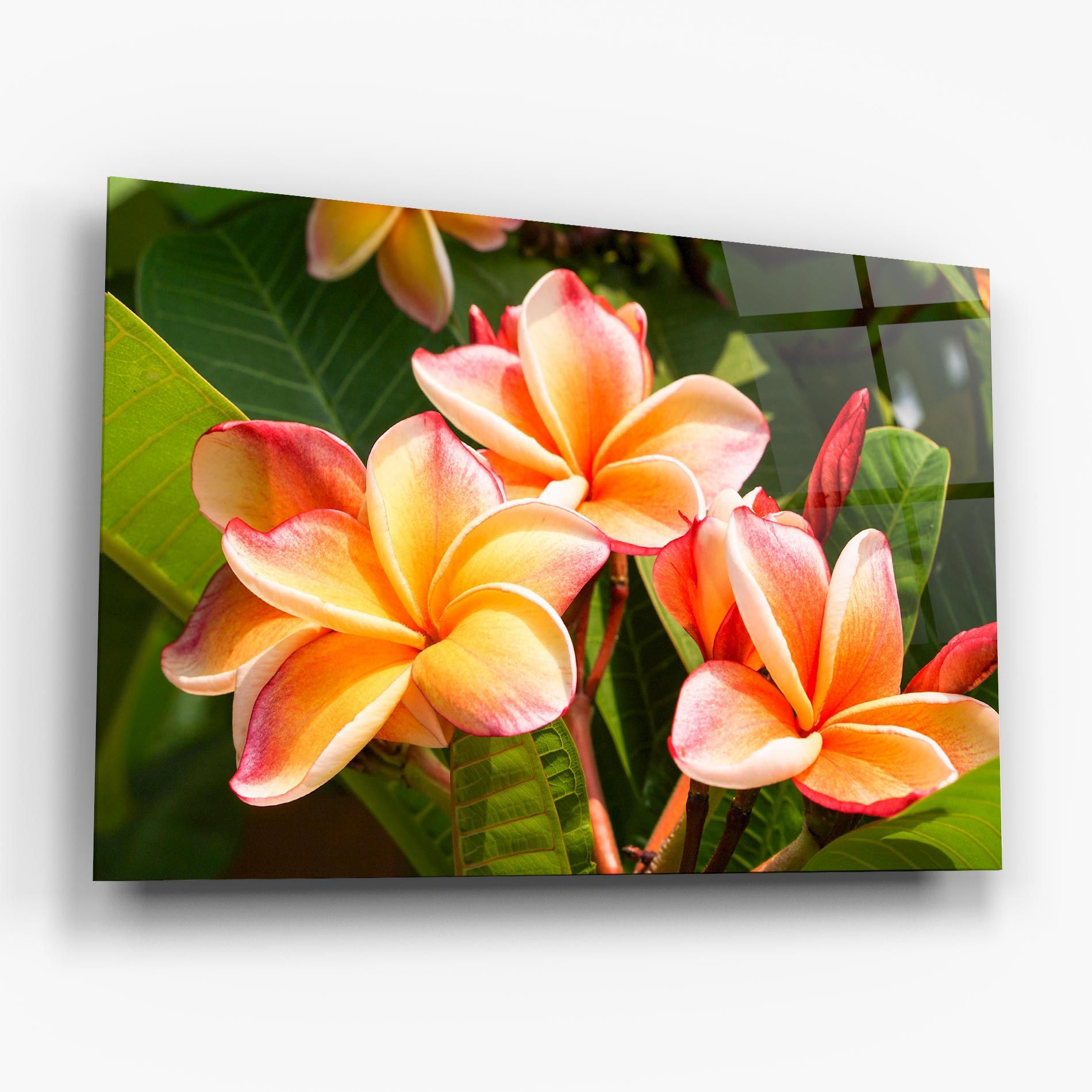 Pretty Plumeria mockup 6
