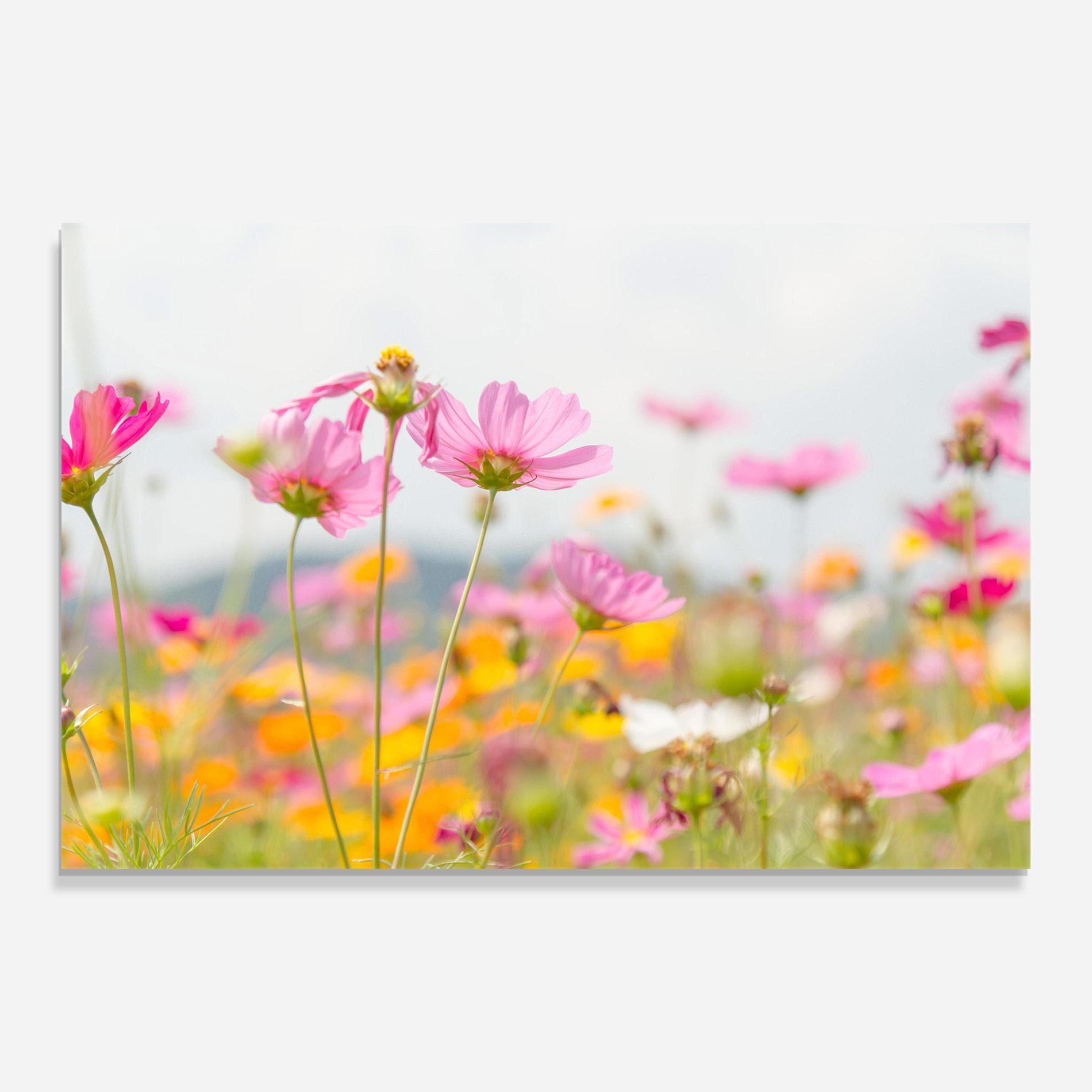 Tablou Sticla Cosmos Beauty Flowers mockup 0