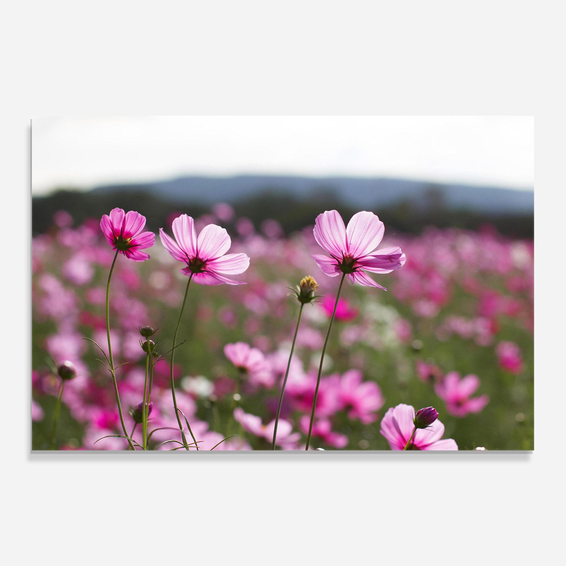 Tablou Sticla Cosmos Flower mockup 0