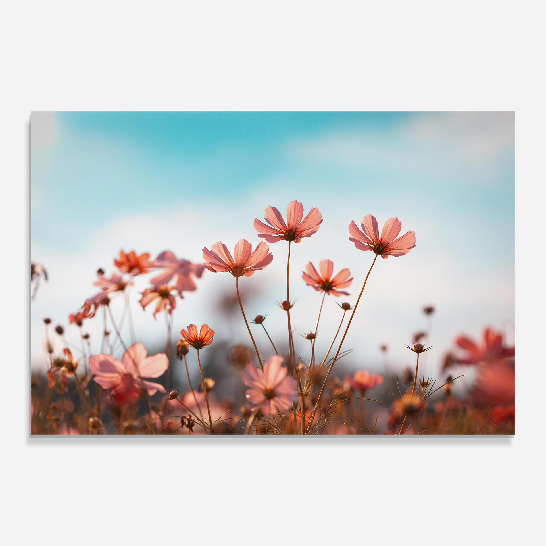 Tablou Sticla Cosmos Flowers Beautiful mockup 0