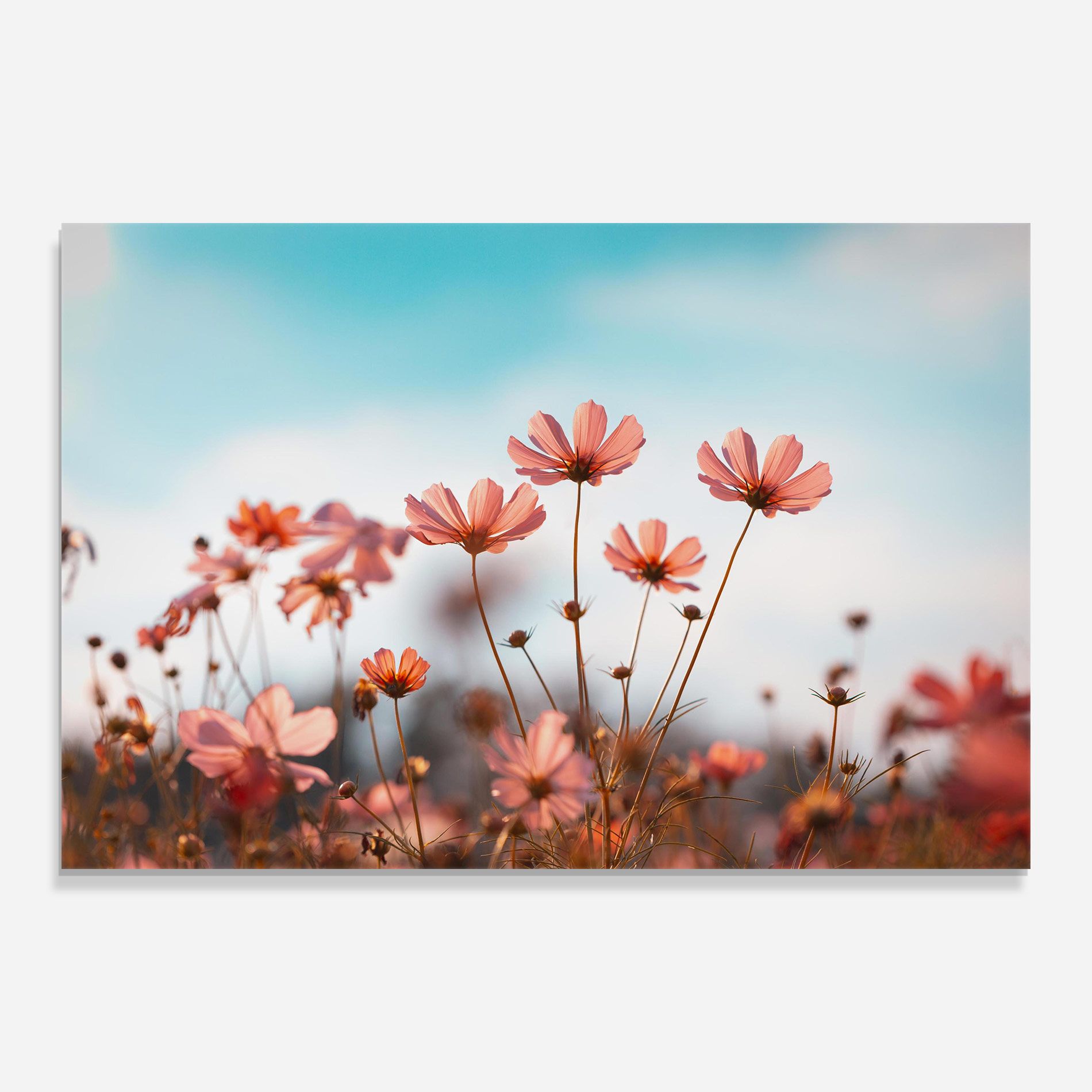 Cosmos Flowers Beautiful mockup 0