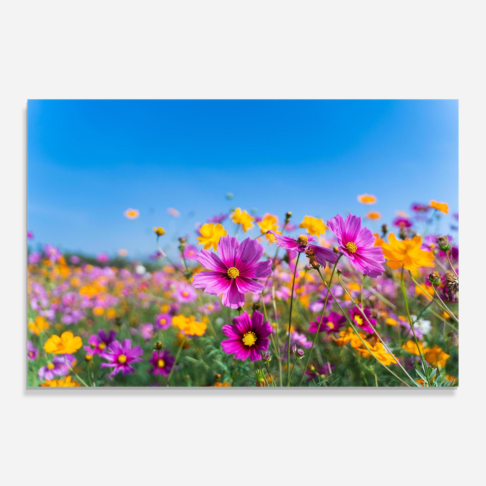 Tablou Sticla Cosmos Flowers Grassland mockup 0