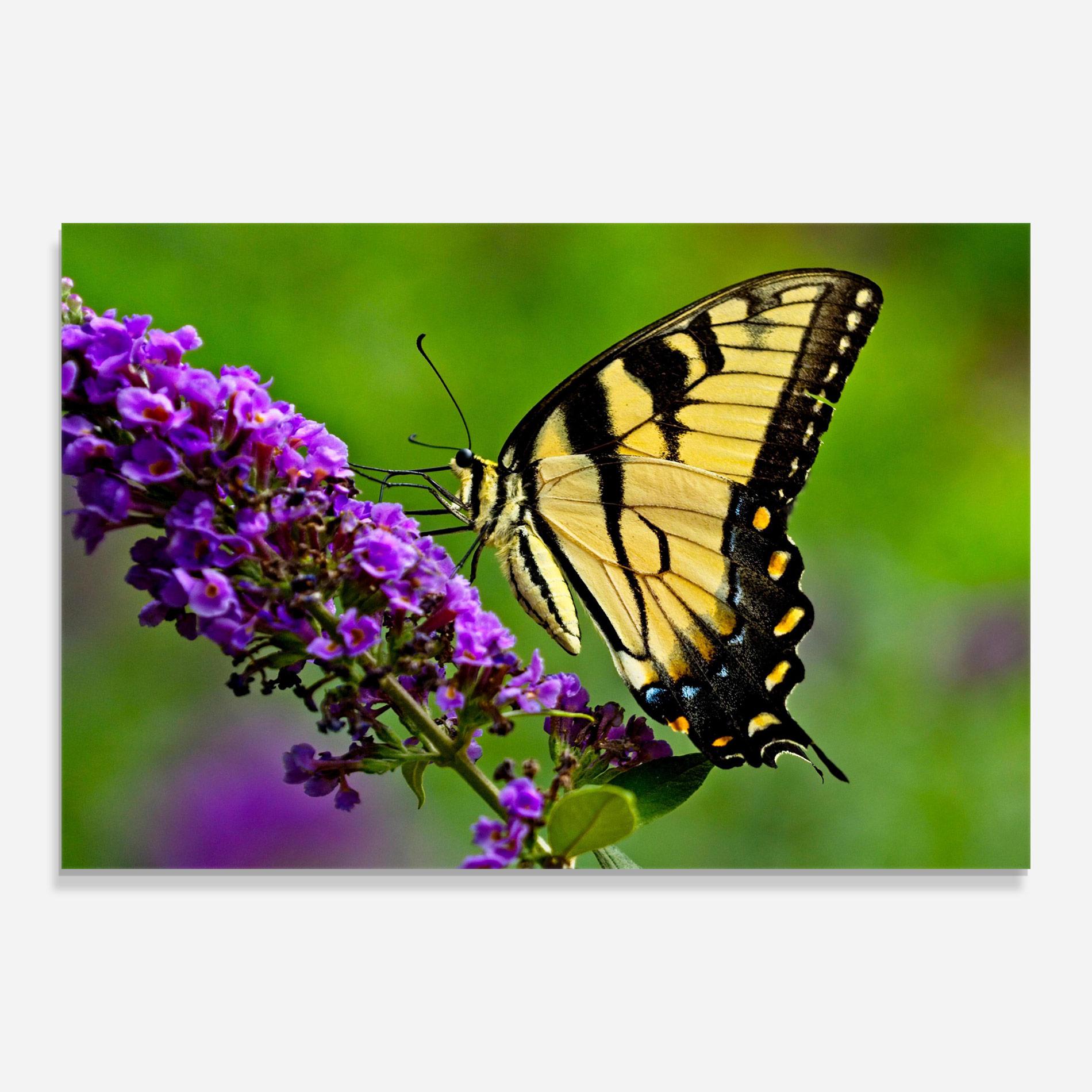 Tablou Sticla Cream Wild Butterfly mockup 0