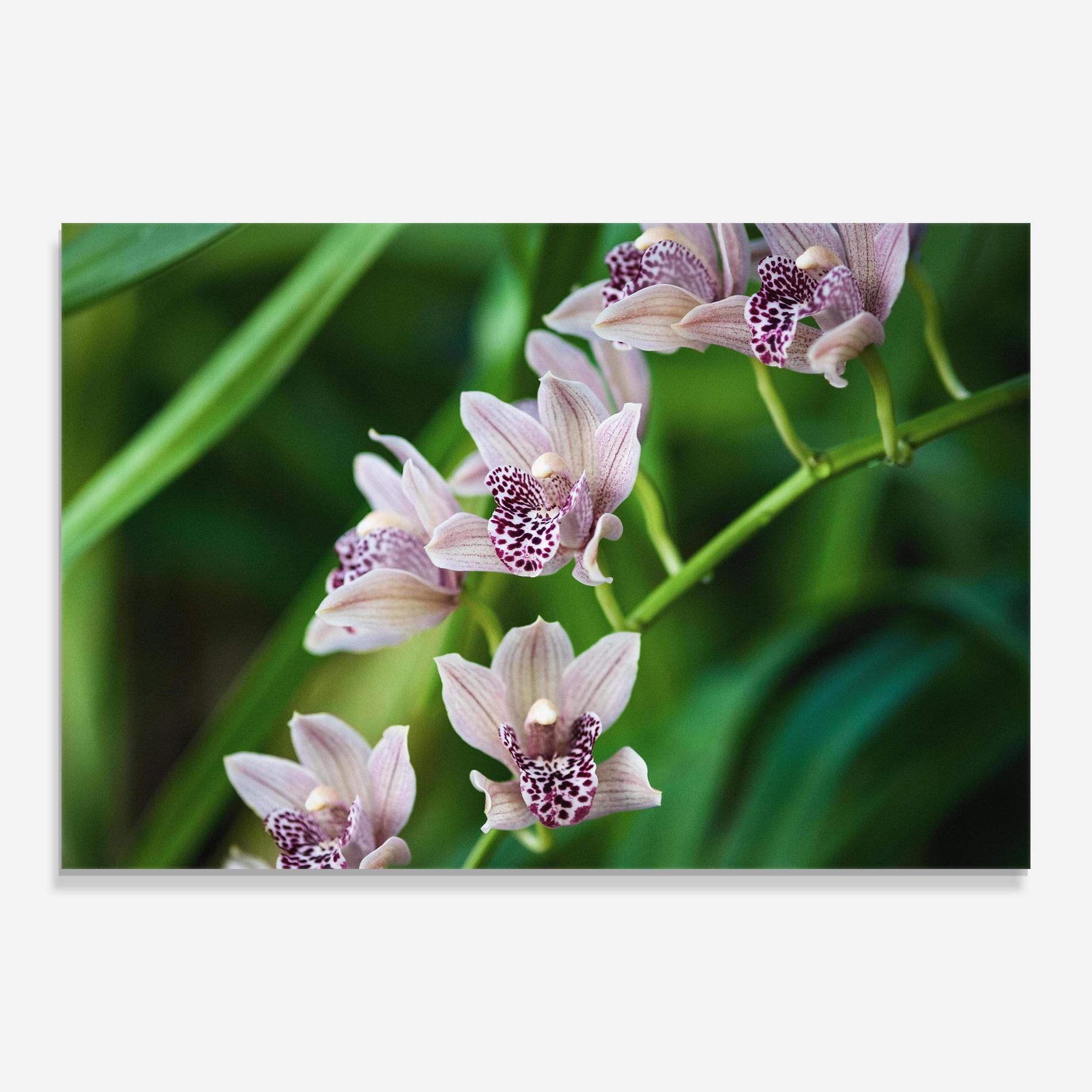 Tablou Sticla Cymbidium Orchid mockup 0