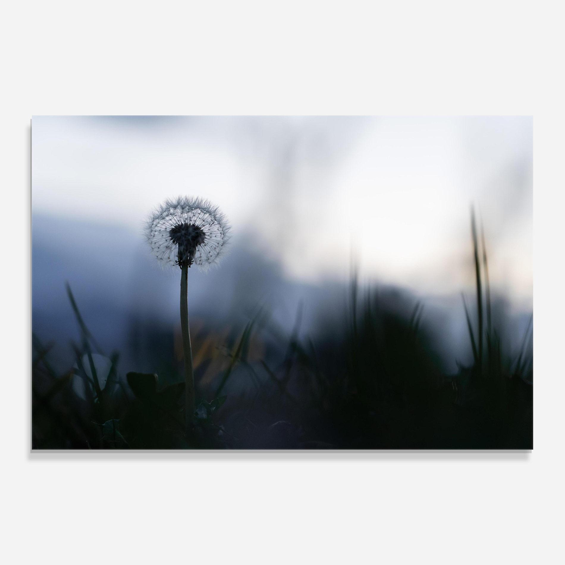 Tablou Sticla Dandelion Wild View mockup 0