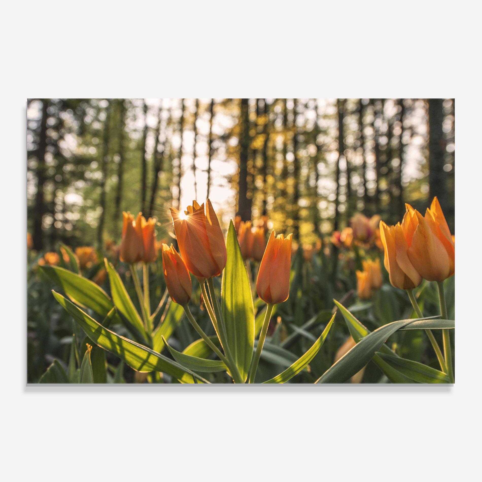 Tablou Sticla Forest Tulips mockup 0