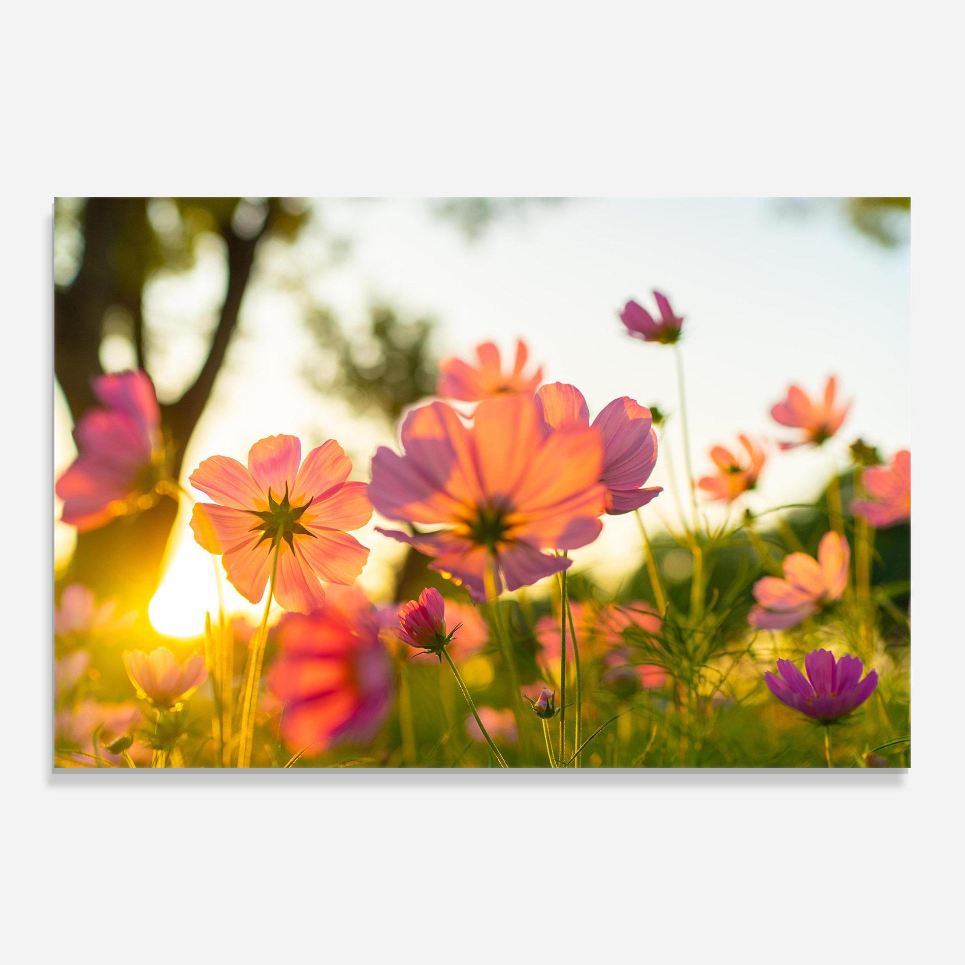 Tablou Sticla Sunset Blooming Flower mockup 0