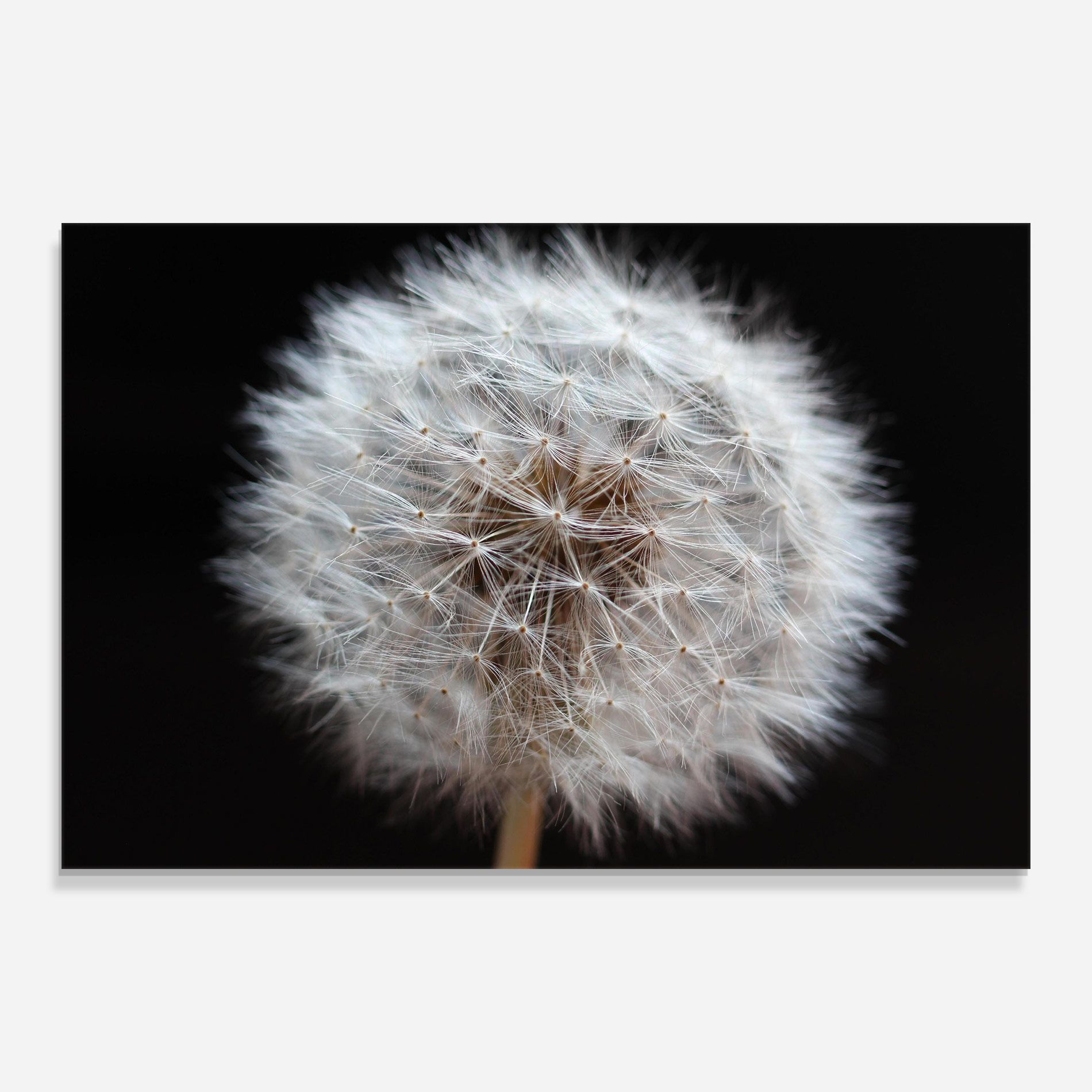 Wild Dandelion Closeup mockup 0