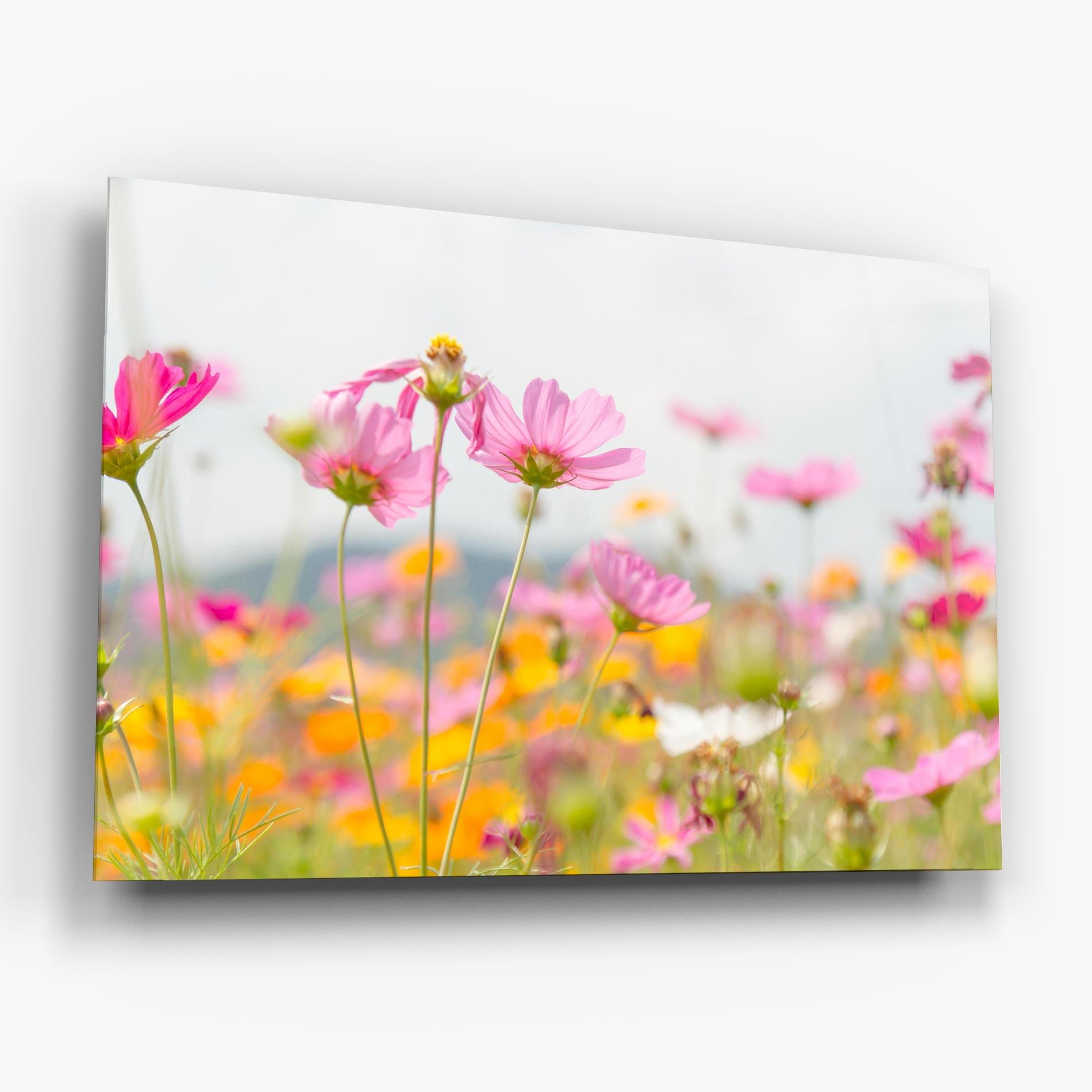Tablou Sticla Cosmos Beauty Flowers mockup 6
