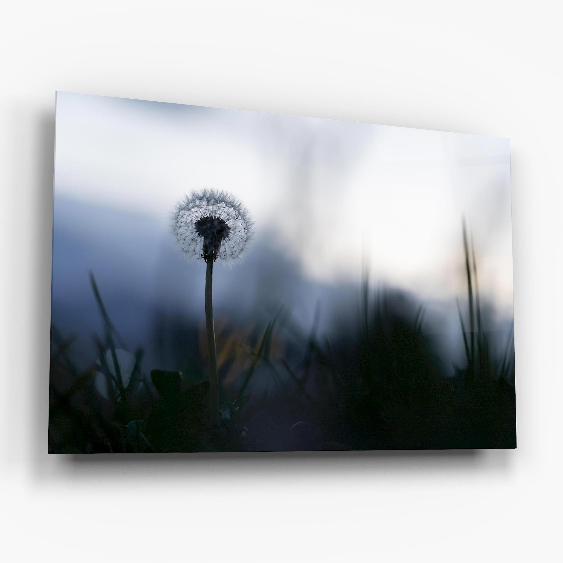 Dandelion Wild View mockup 6