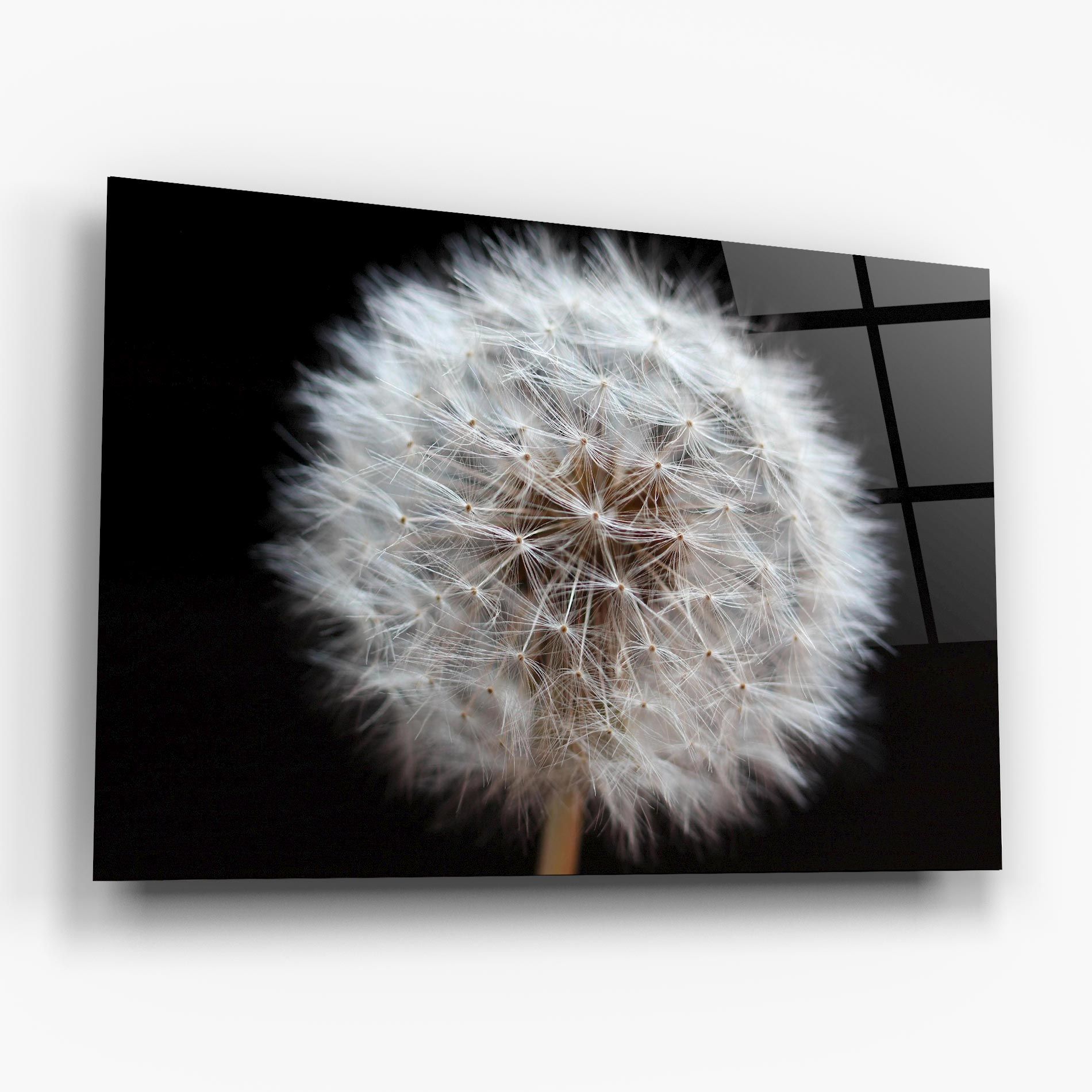 Wild Dandelion Closeup mockup 6