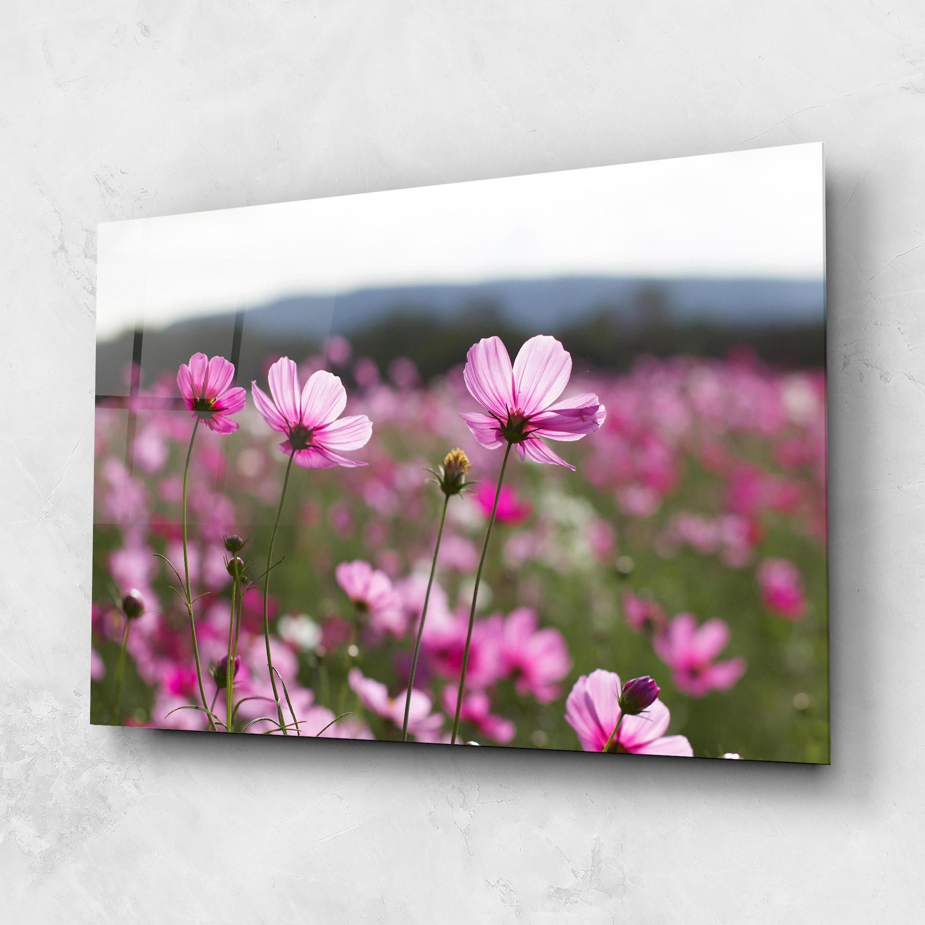 Cosmos Flower mockup 1