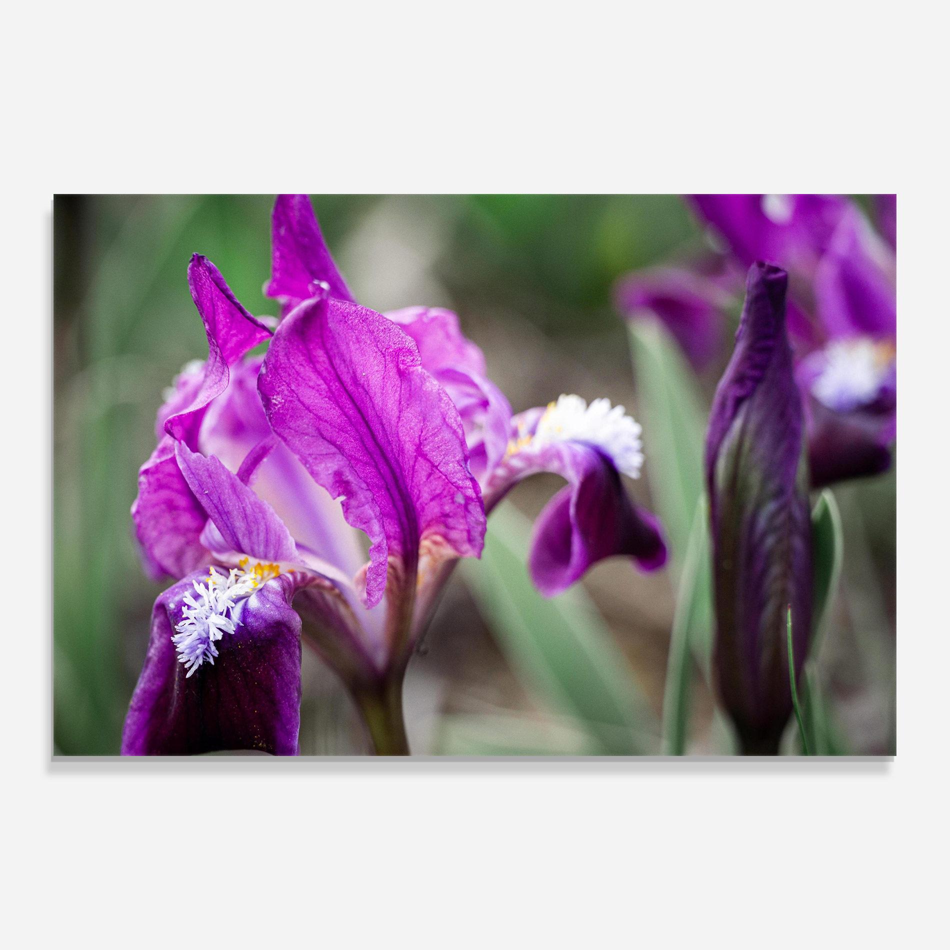 Tablou Sticla Dark Pink Iris mockup 0