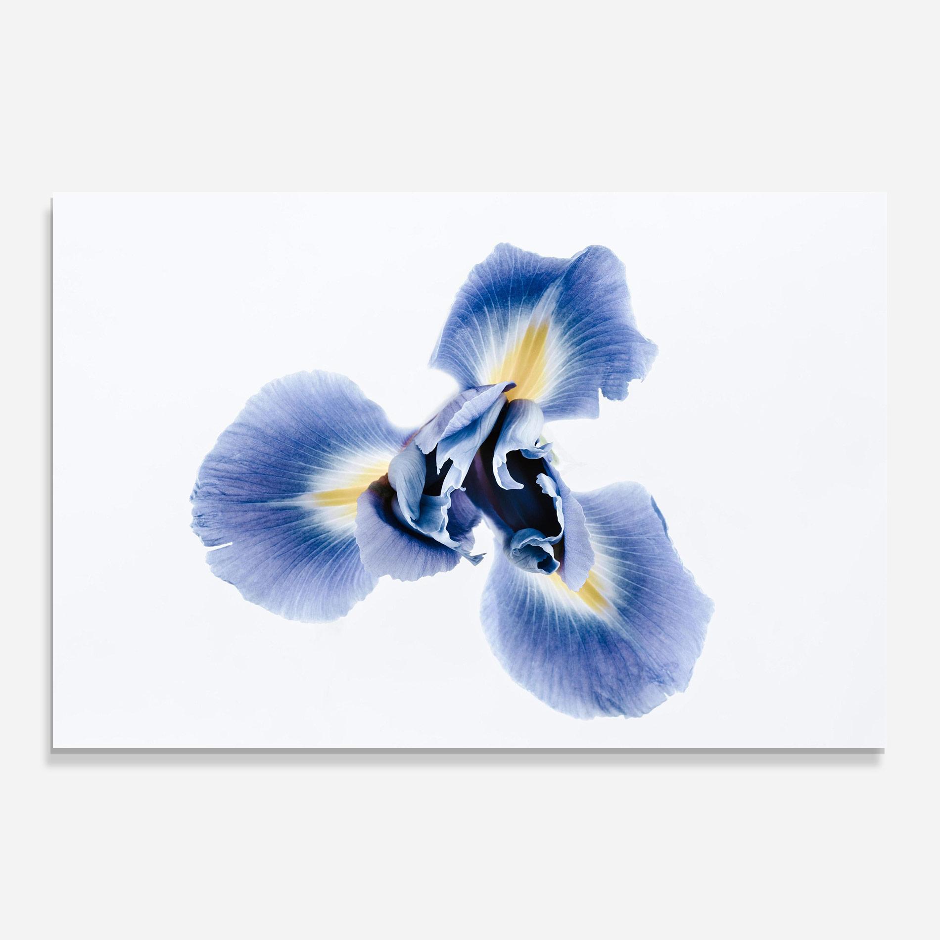 Tablou Sticla Iris Flower mockup 0