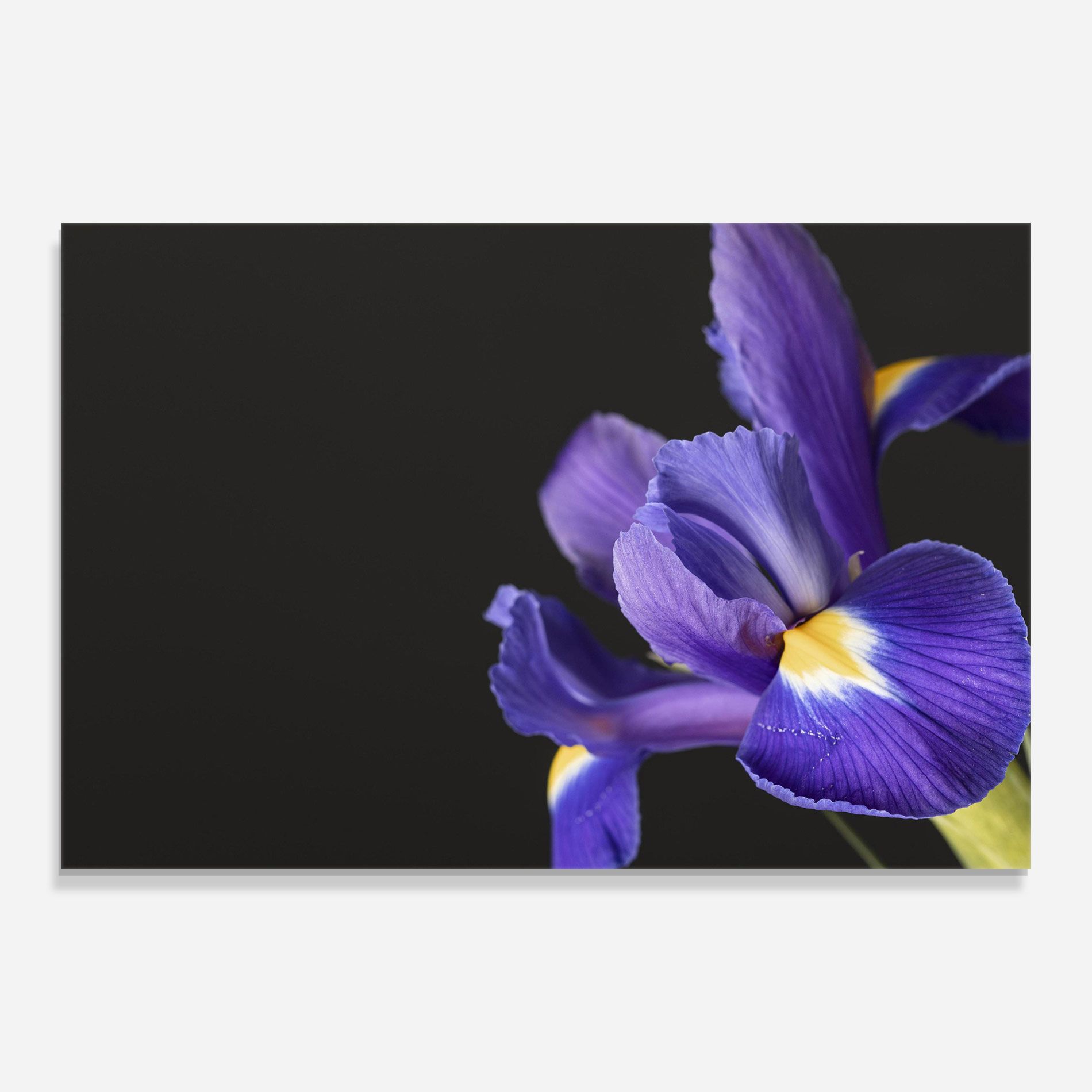 Iris On Black mockup 0