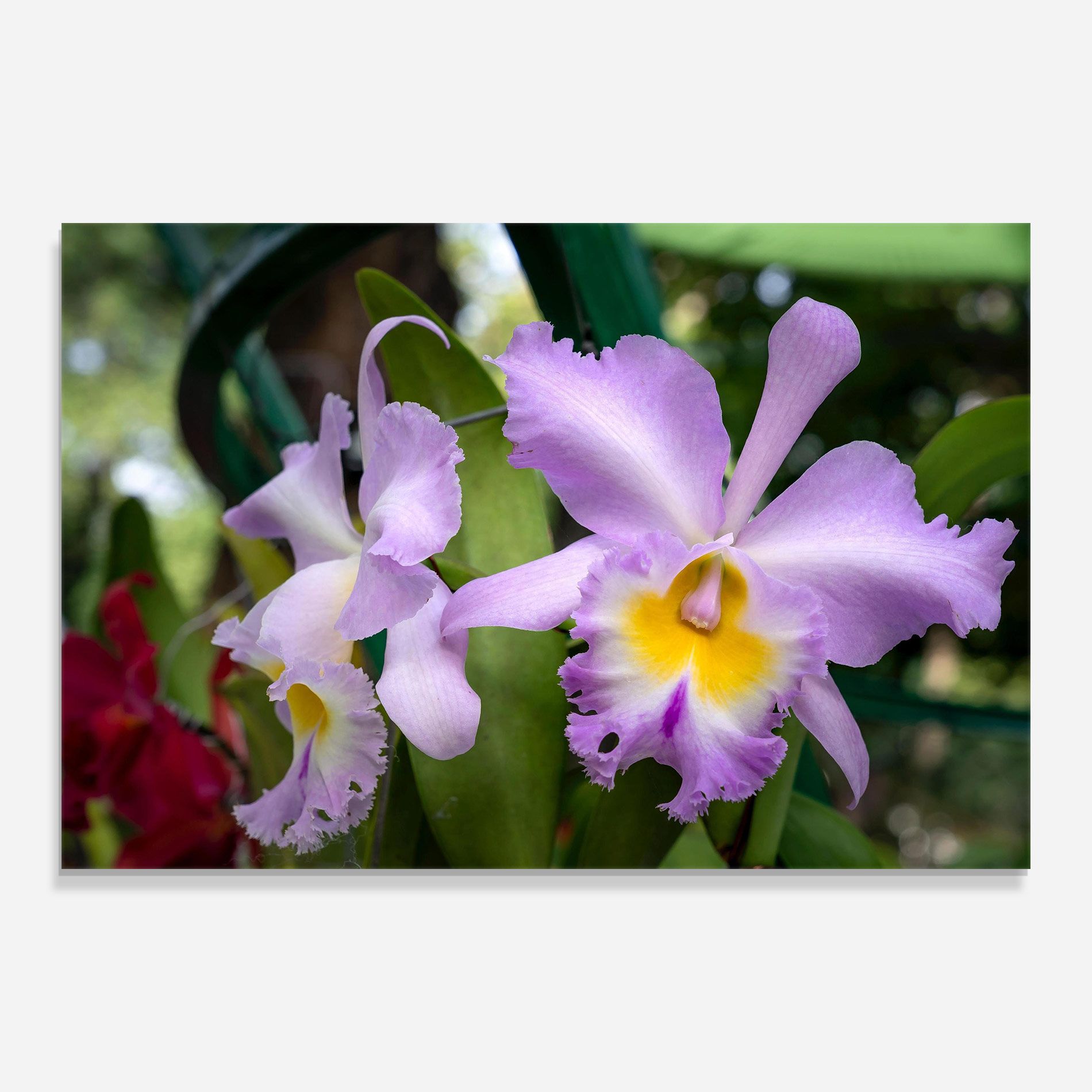 Light Purple Iris mockup 0