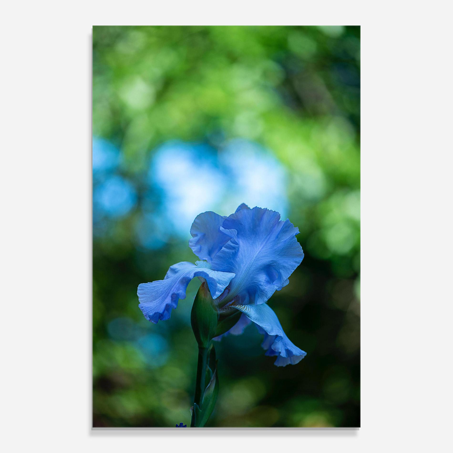 Tablou Sticla Blue Iris In The Garden mockup 0
