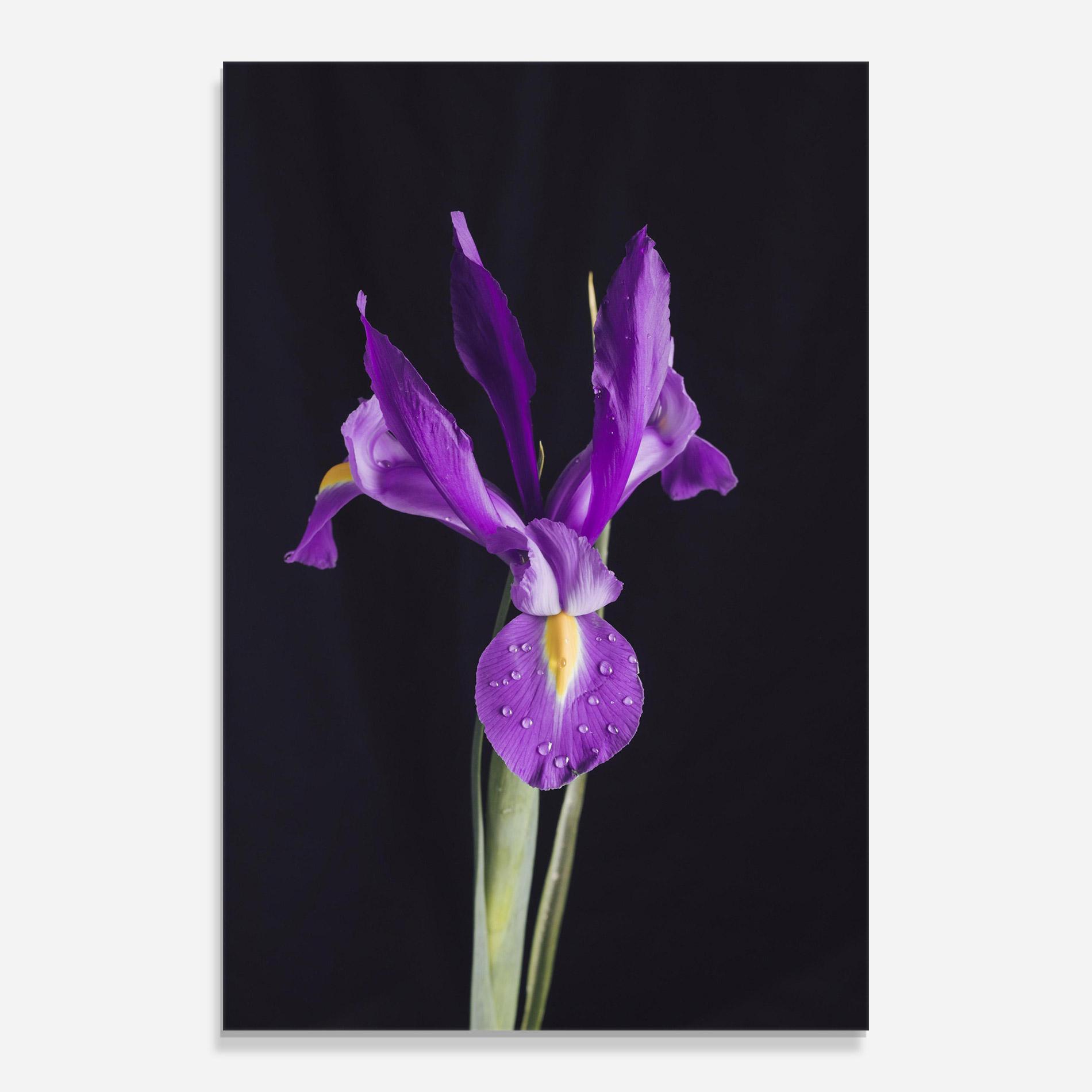 Tablou Sticla Fresh Purple Iris mockup 0