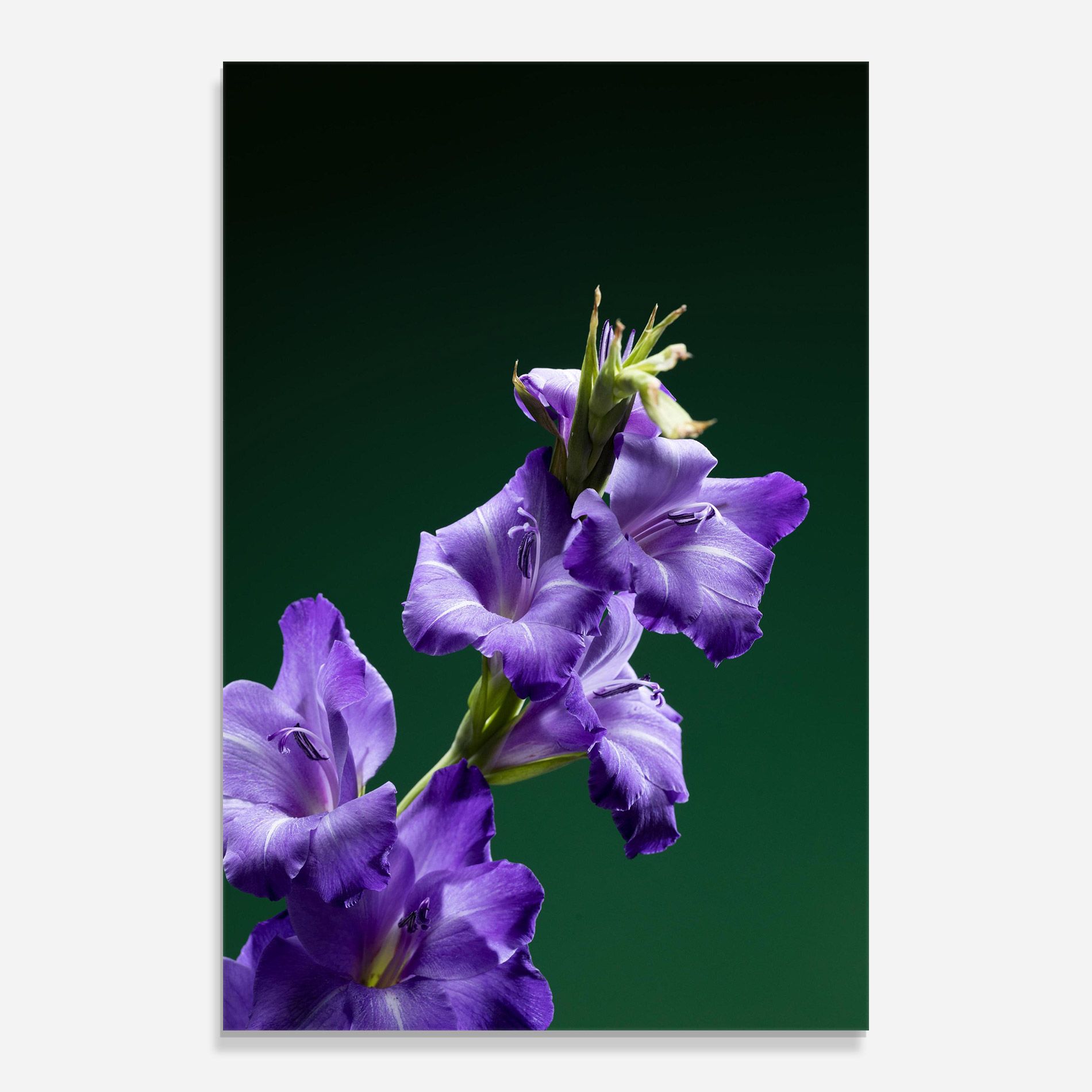 Iris On Green mockup 0