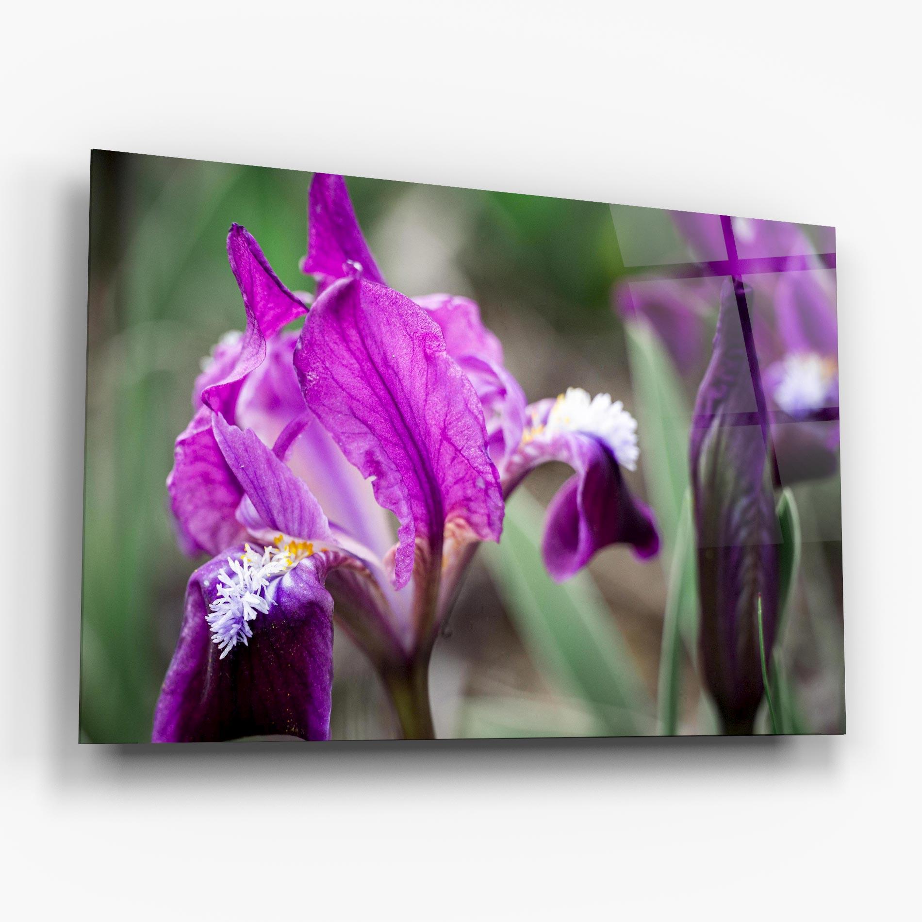 Tablou Sticla Dark Pink Iris mockup 6