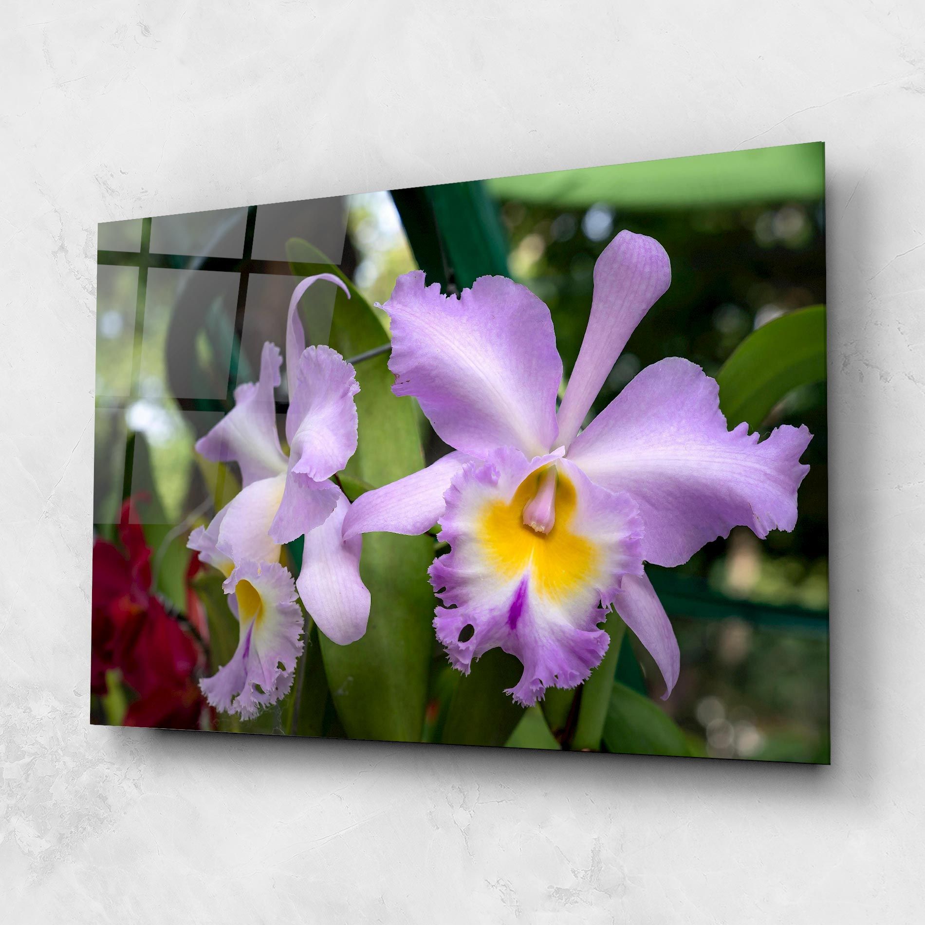 Light Purple Iris mockup 1