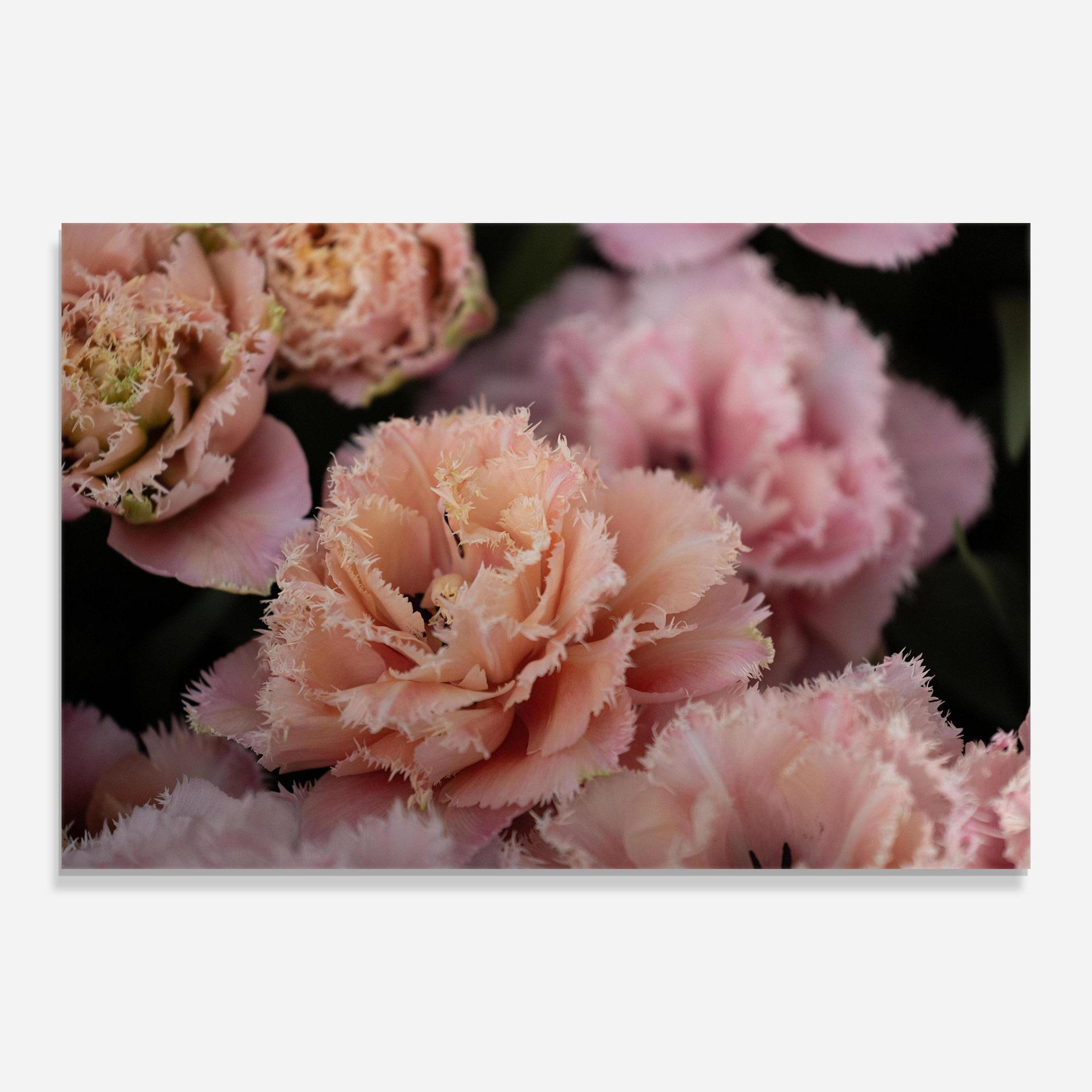 Tablou Sticla Pastel Fringed Tulips mockup 0