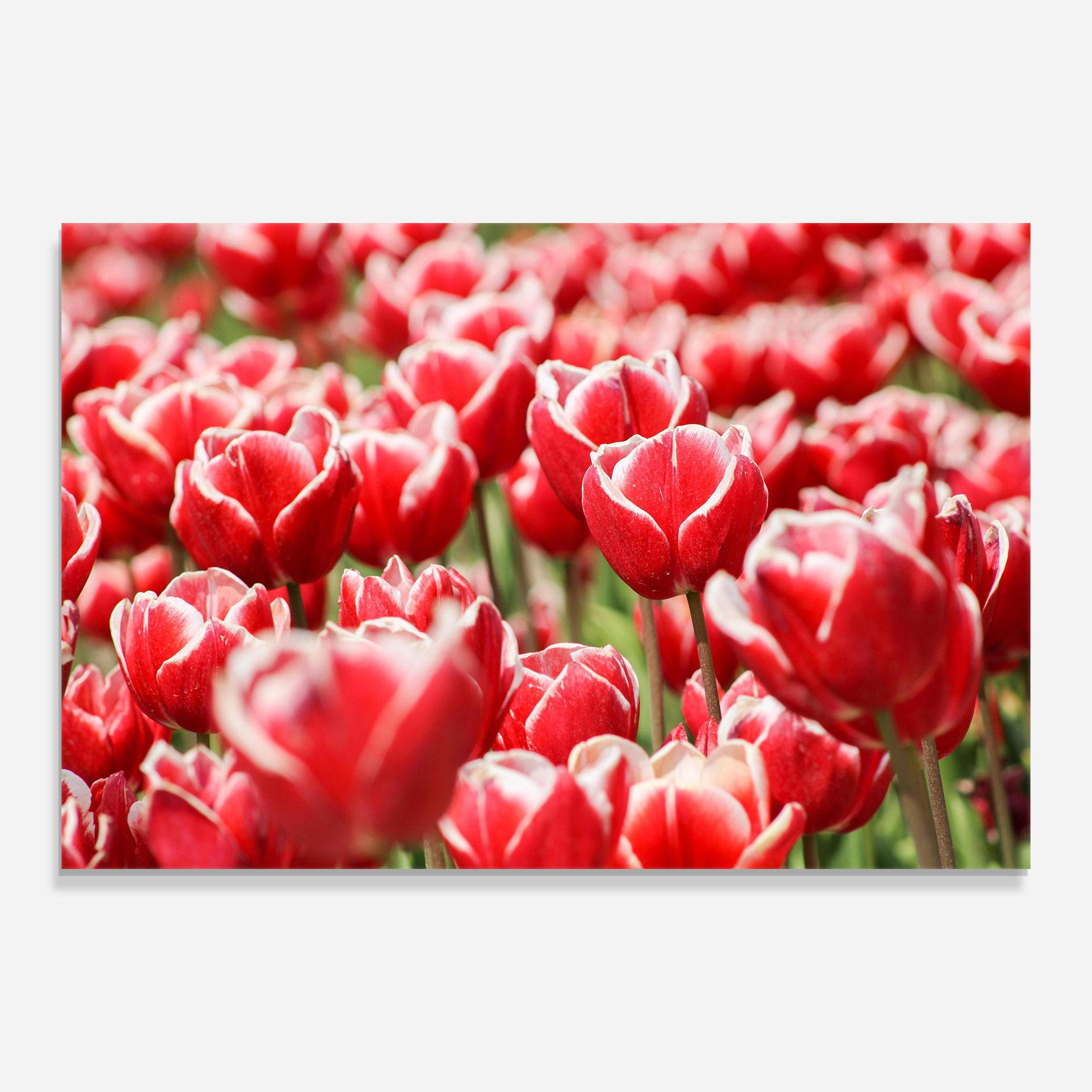 Tablou Sticla Red White Tulips mockup 0