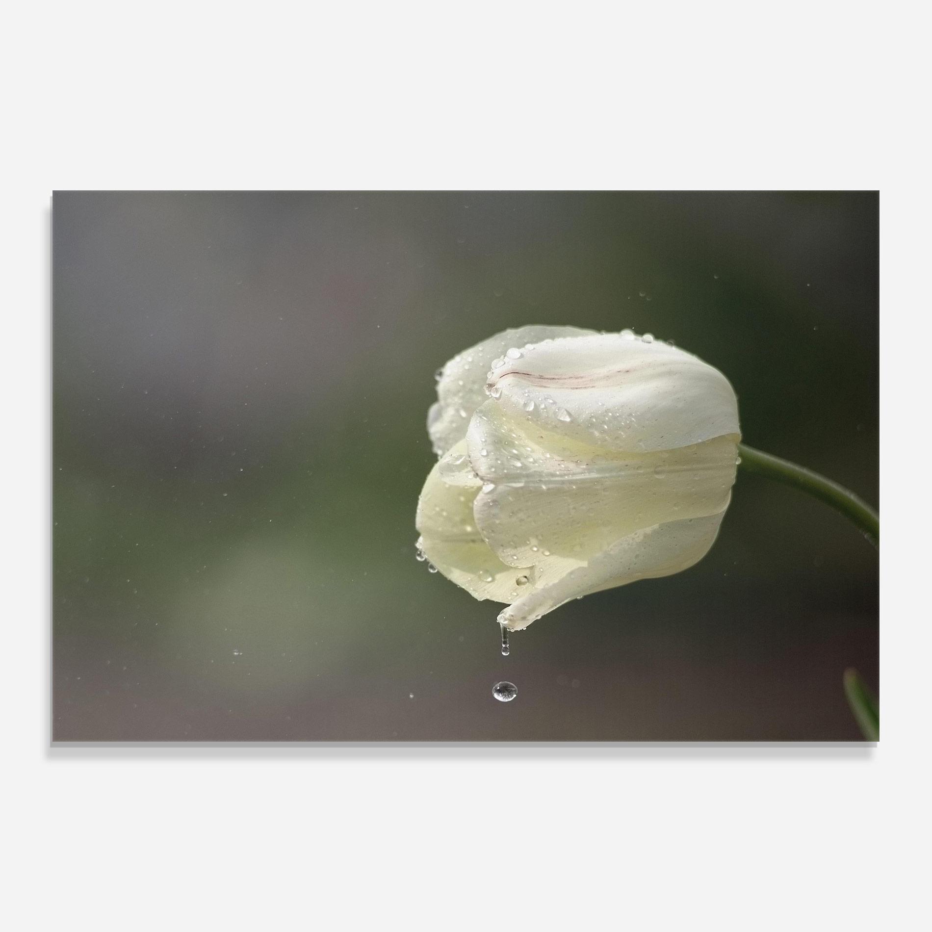 Tablou Sticla White Single Tulip mockup 0