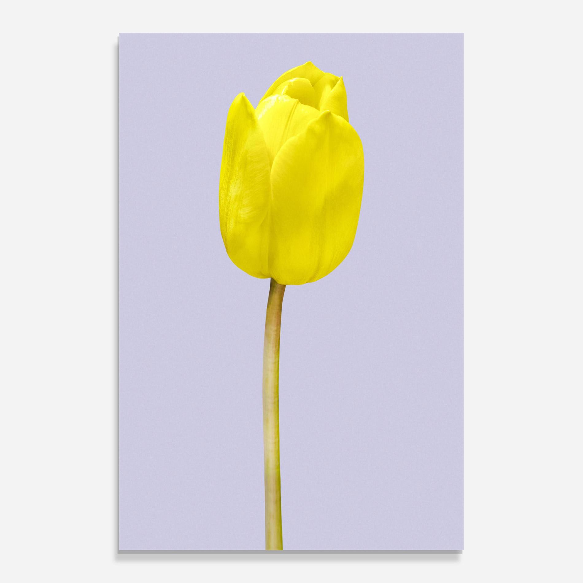 Tablou Sticla One Yellow Tulip mockup 0