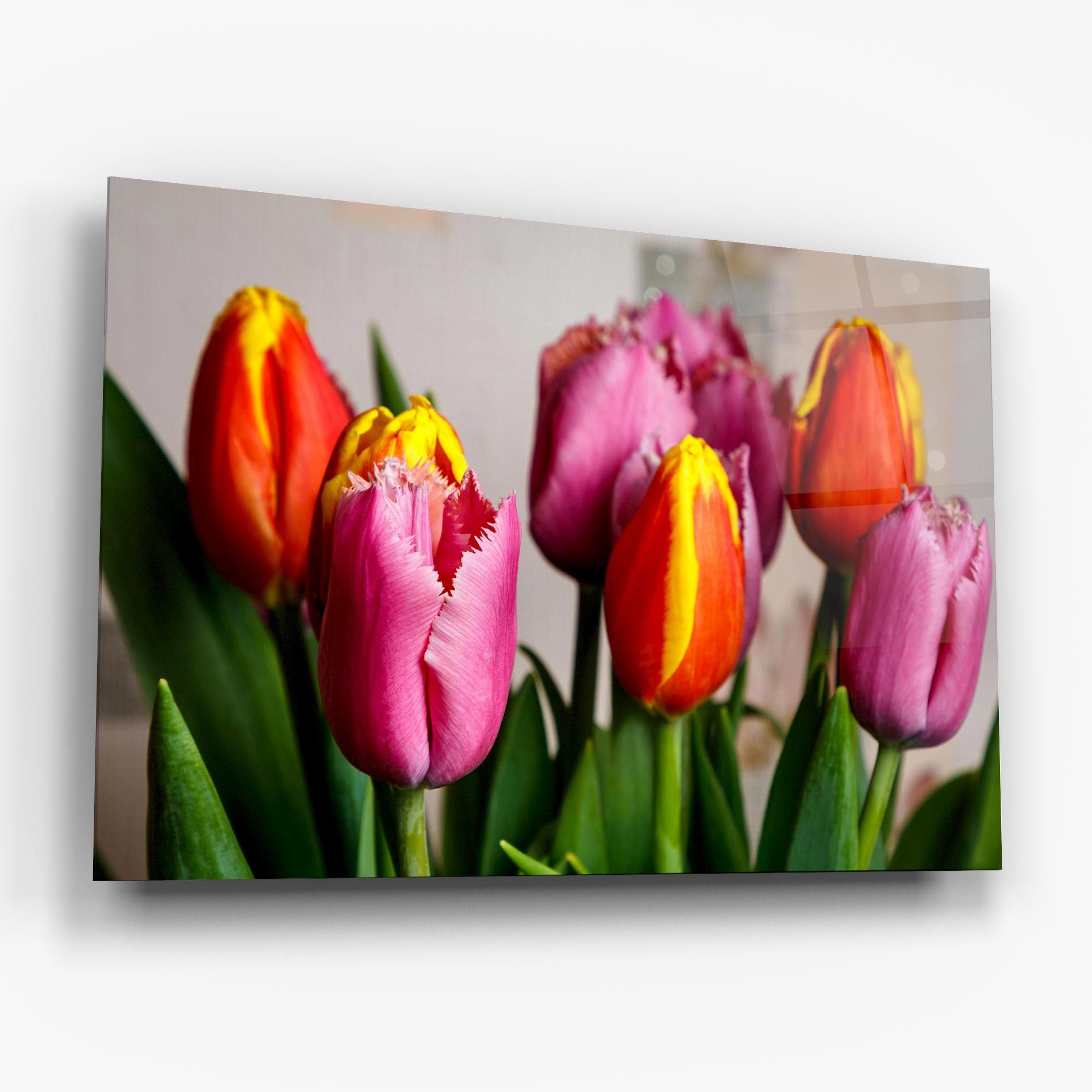 Pink Orange Tulips mockup 6