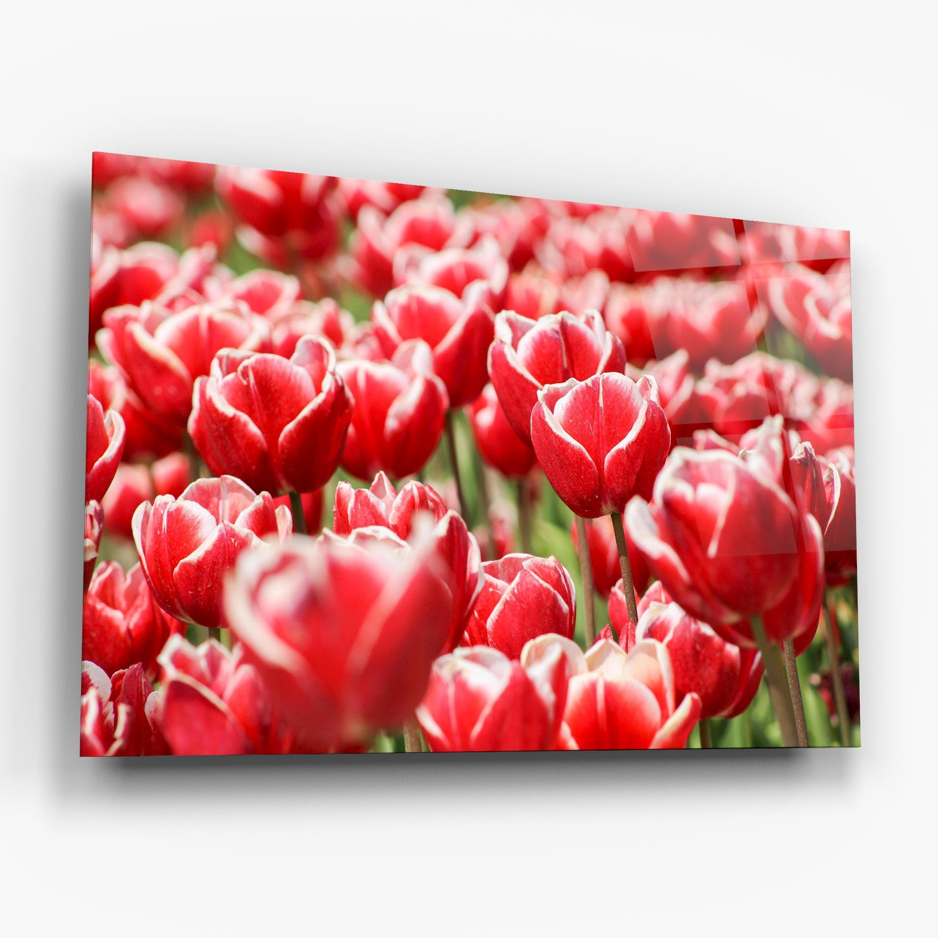 Tablou Sticla Red White Tulips mockup 6
