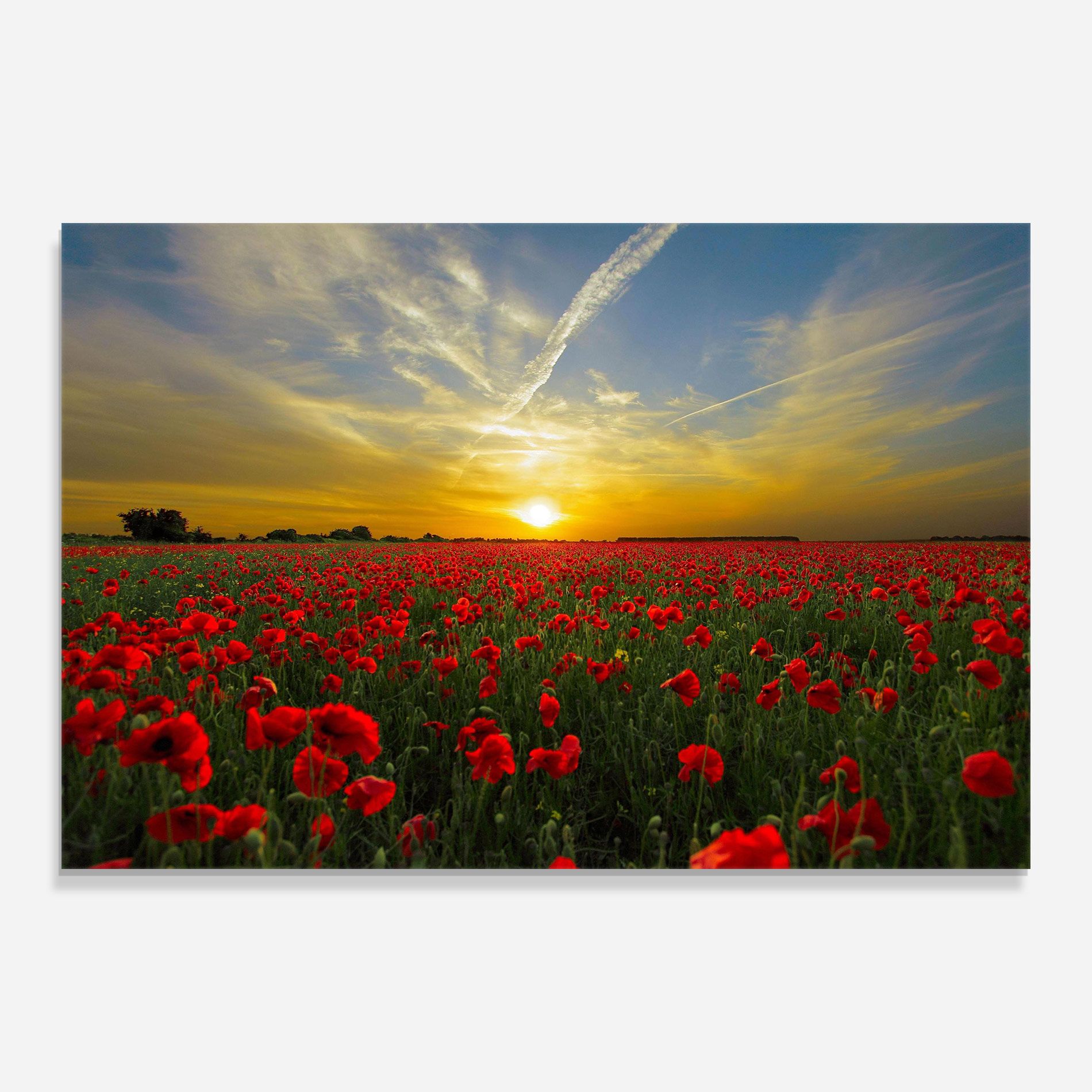 Poppies Sunset mockup 0