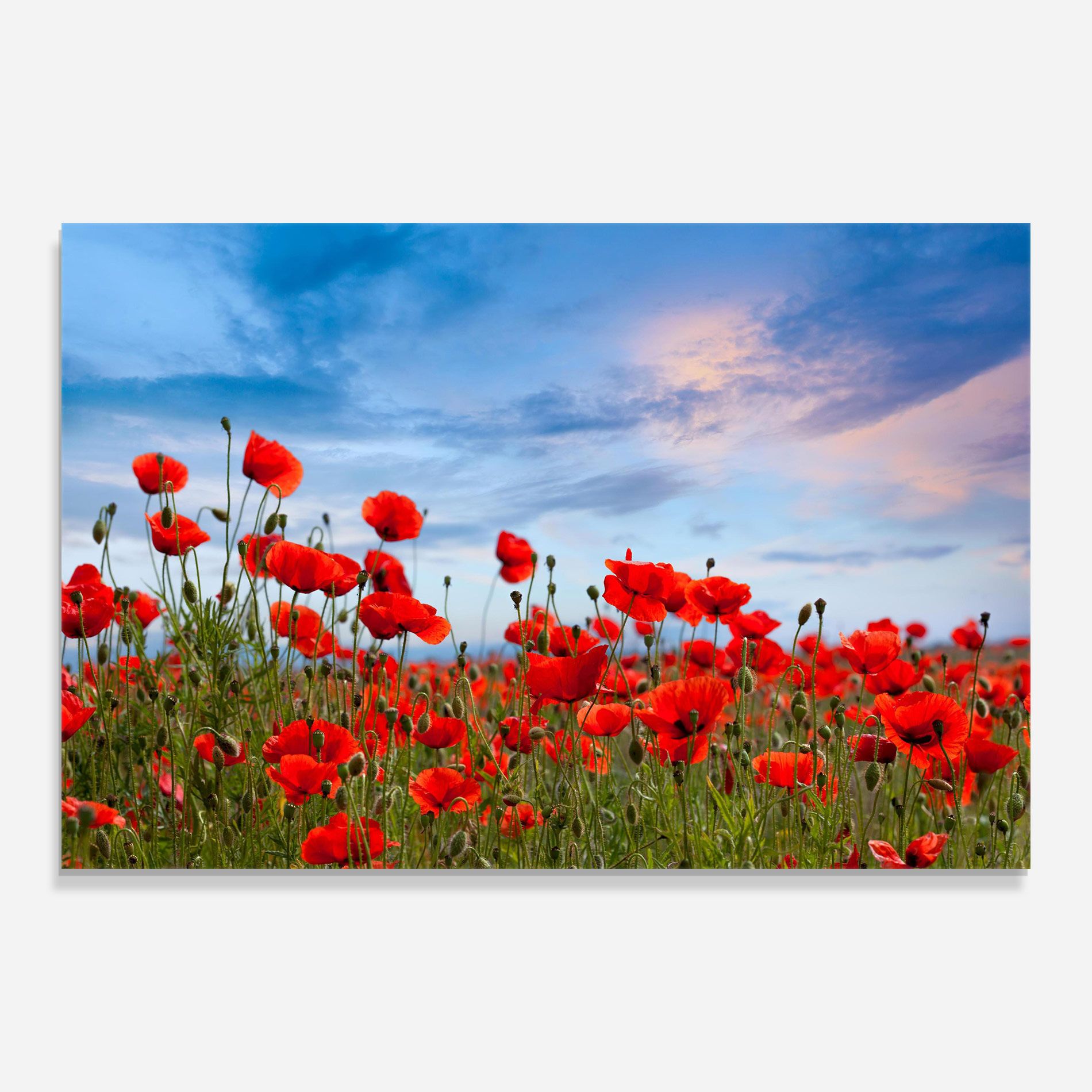 Poppy Field mockup 0
