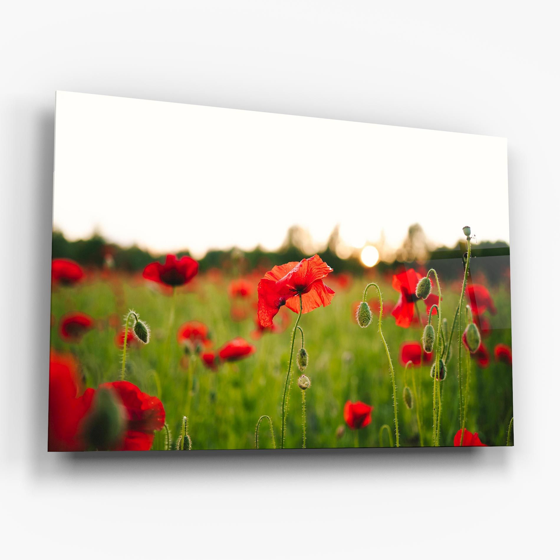 Poppies Field mockup 6
