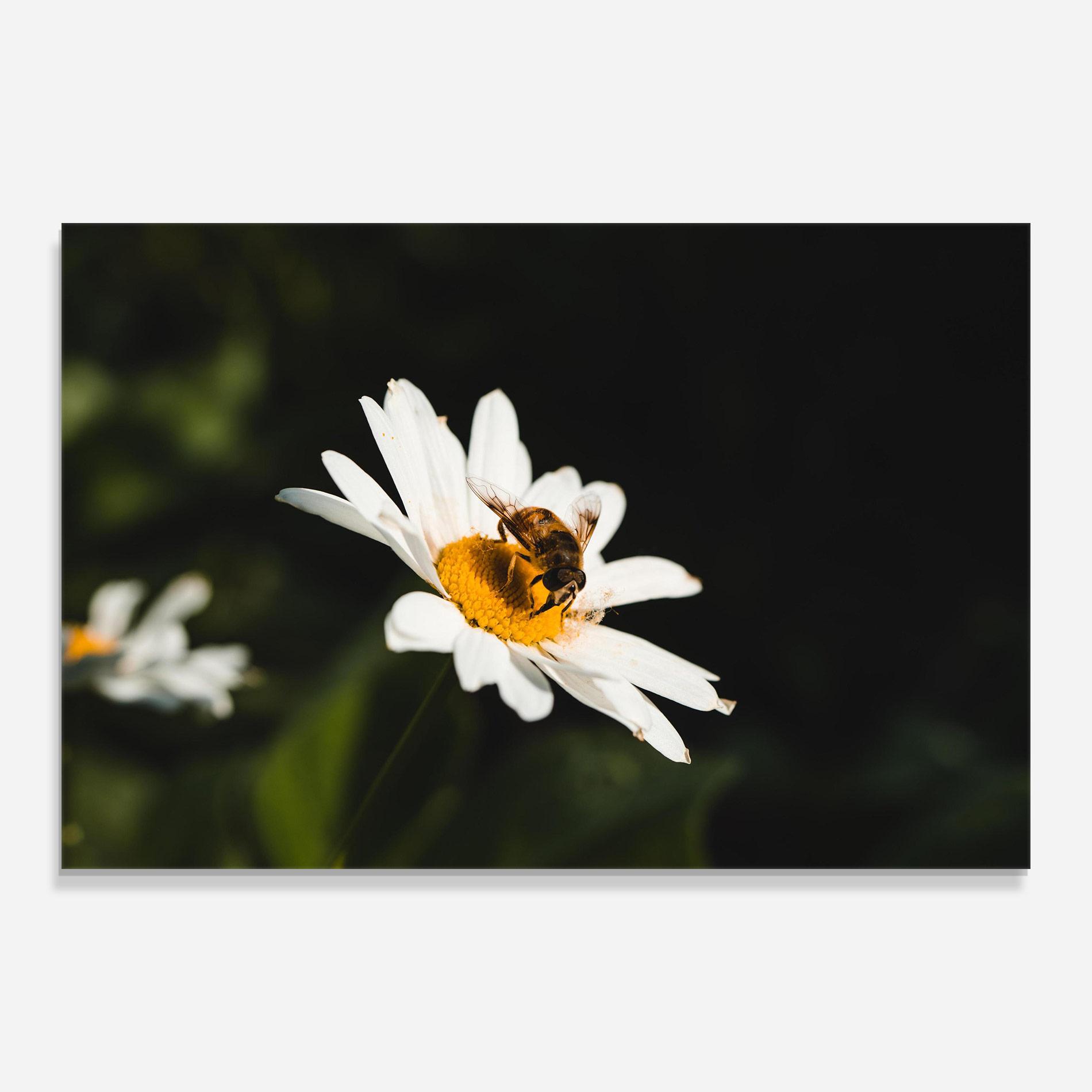 Tablou Sticla Bee Flying On Daisy mockup 0