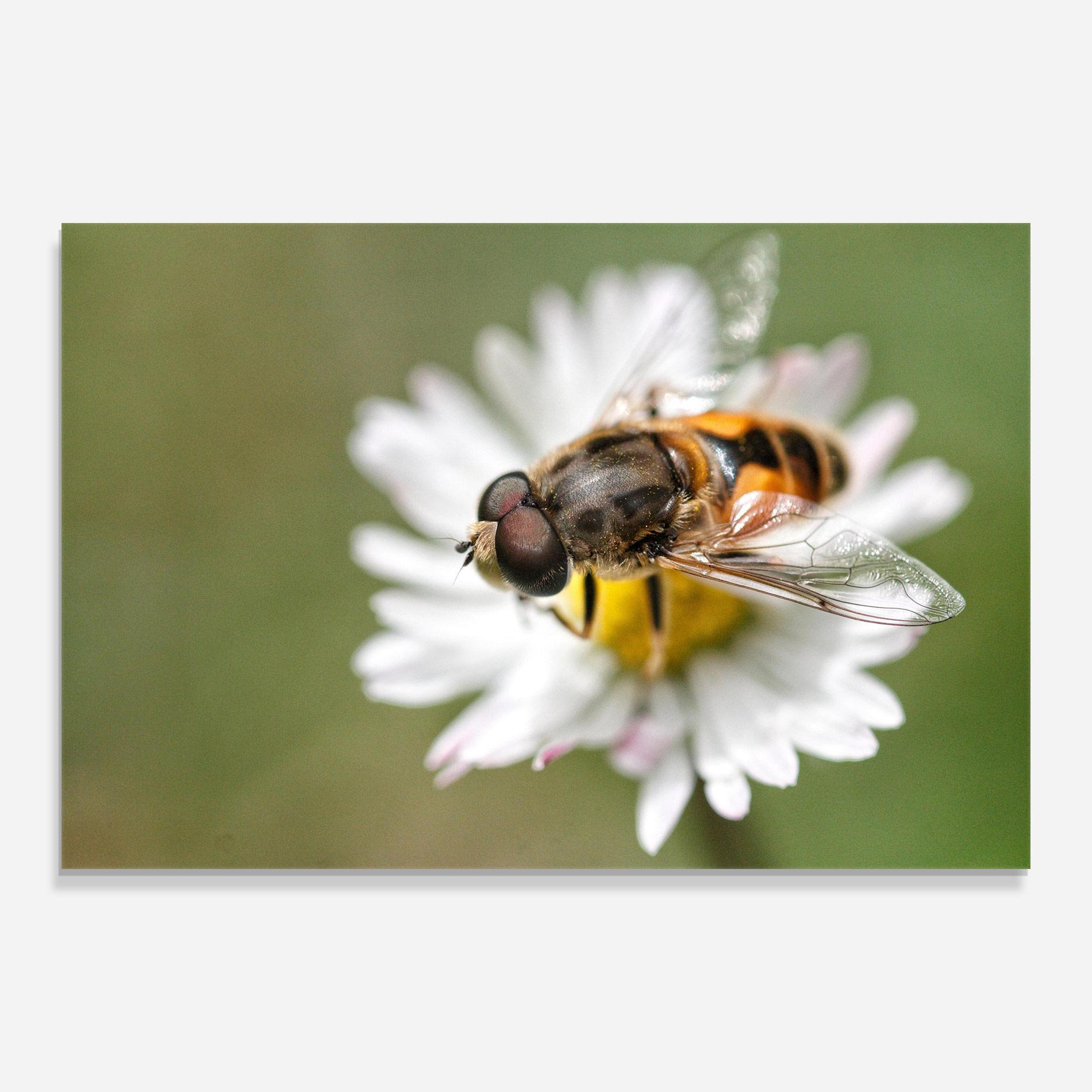 Tablou Sticla Bee On Small Daisy mockup 0
