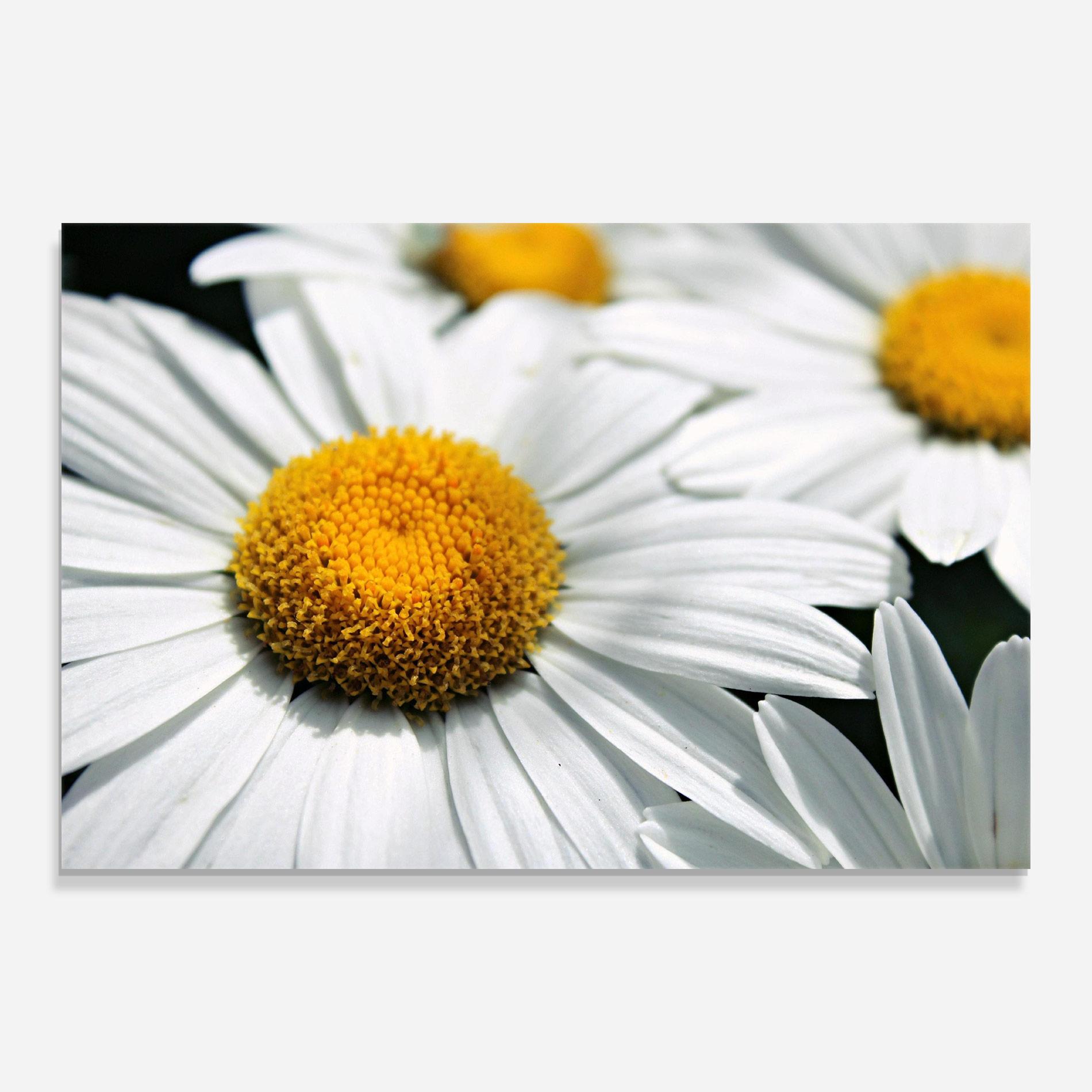 Tablou Sticla Big Daisies mockup 0