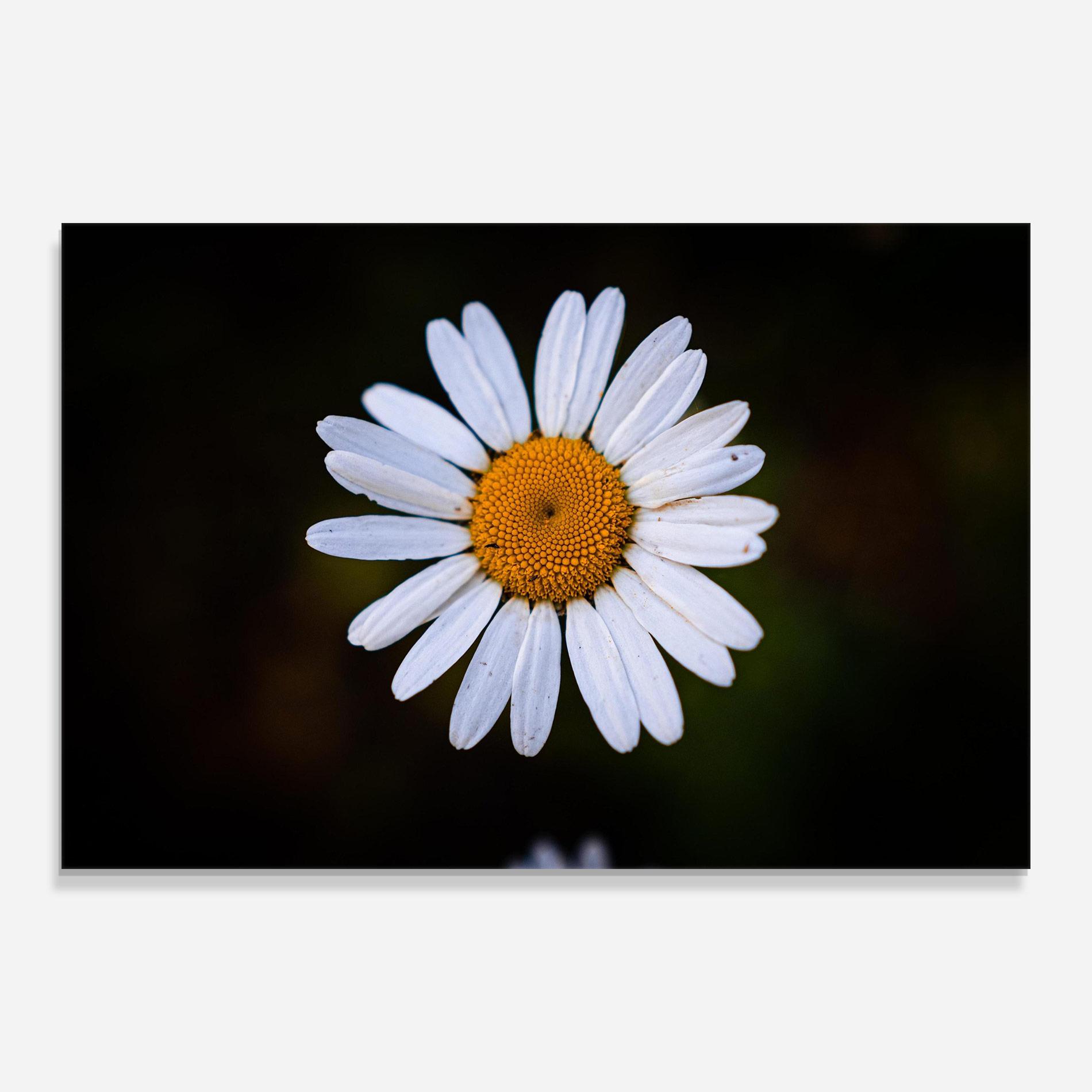 Tablou Sticla Big Yellow Center Daisy mockup 0