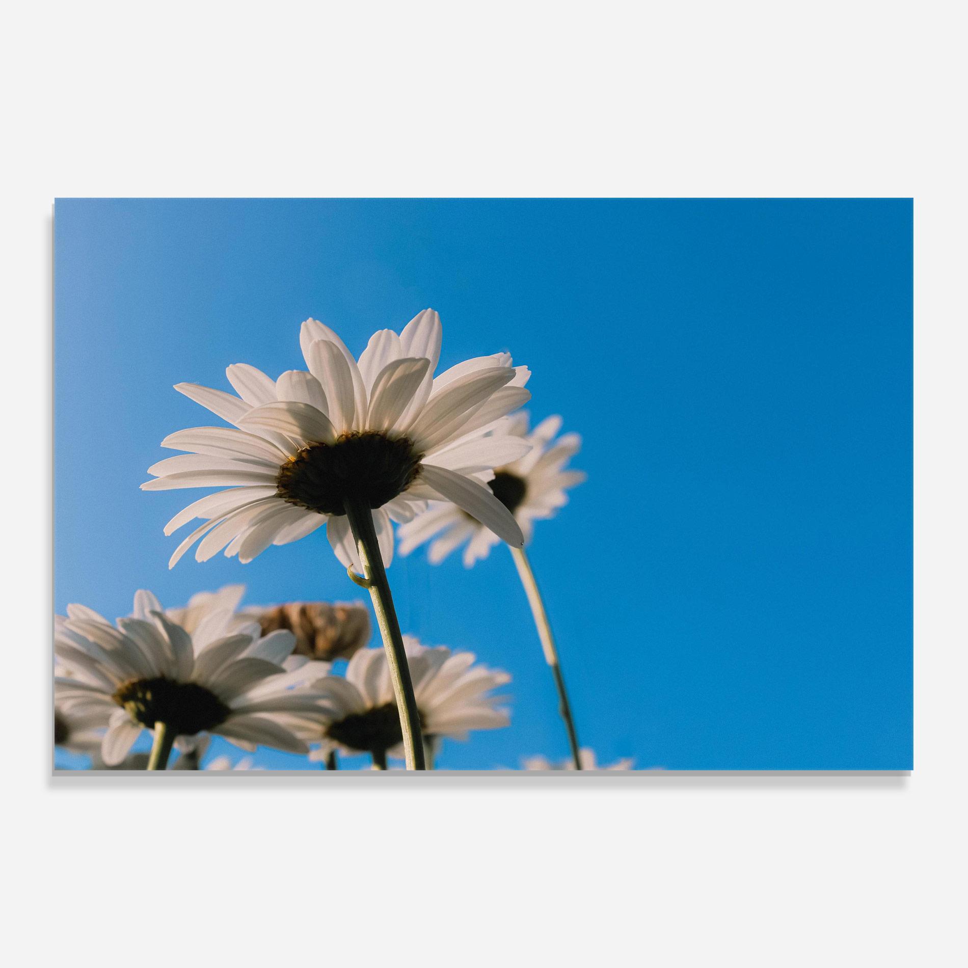 Tablou Sticla Blue Sky Daisy mockup 0