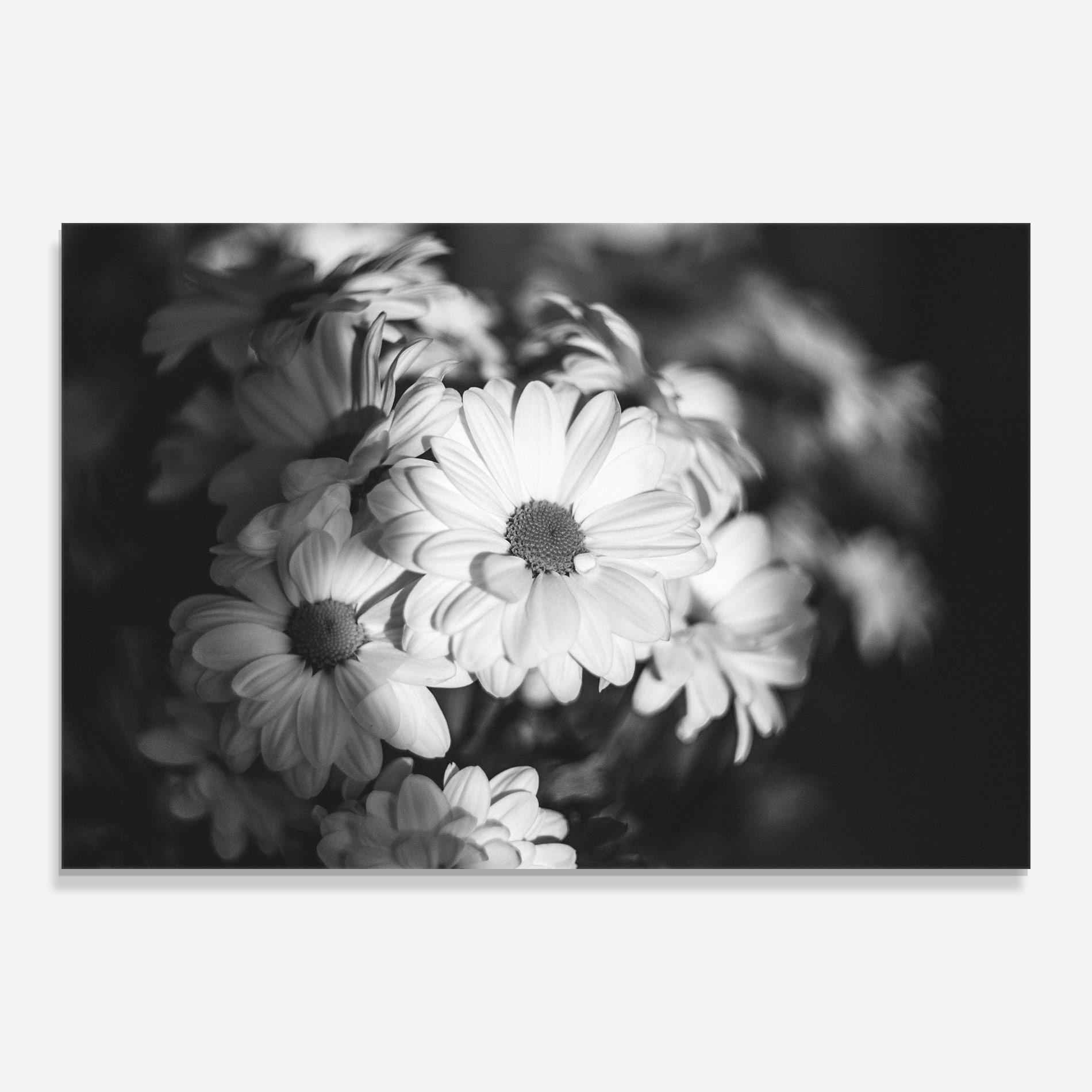 Tablou Sticla Grey Daisy mockup 0