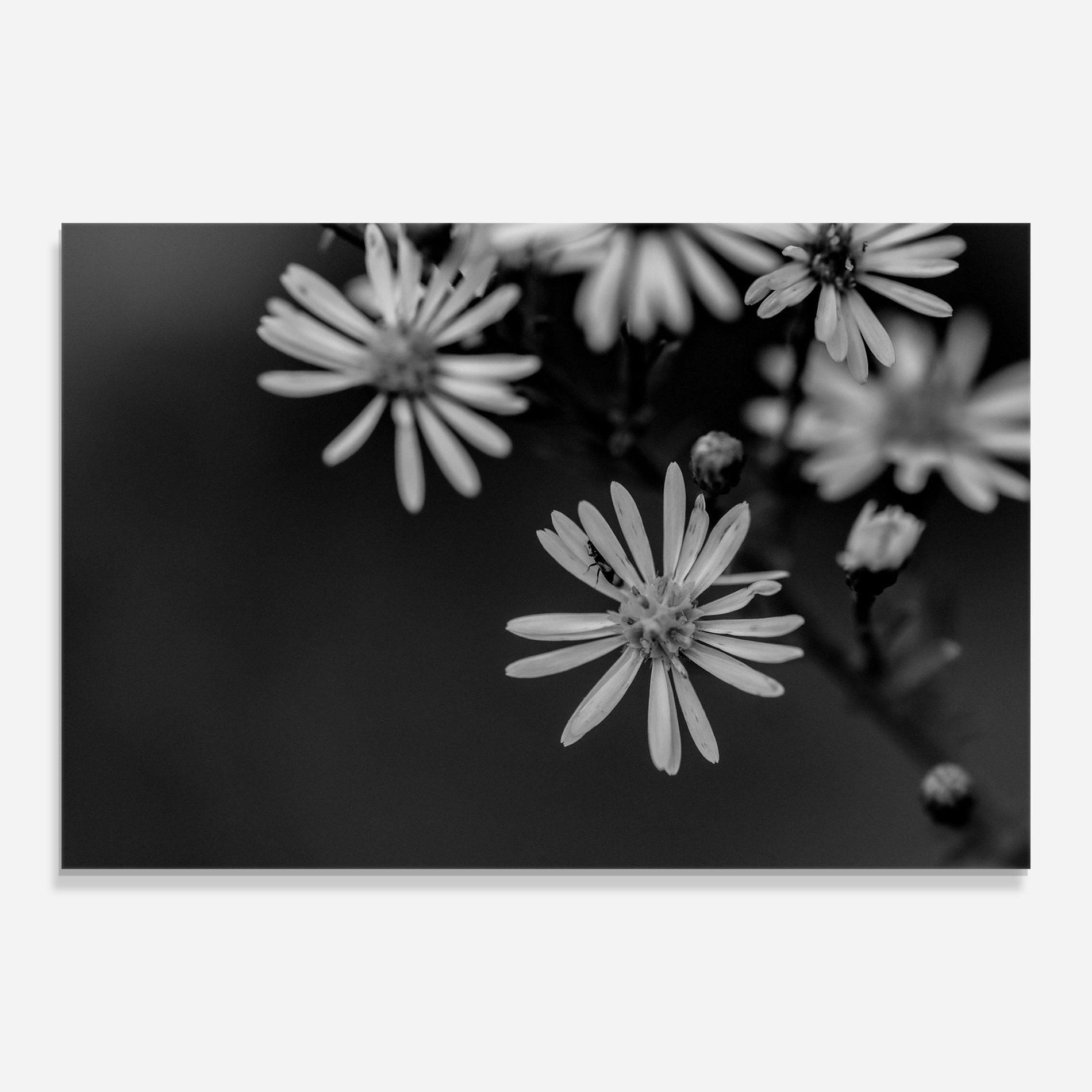Tablou Sticla Grey Small Daisy mockup 0