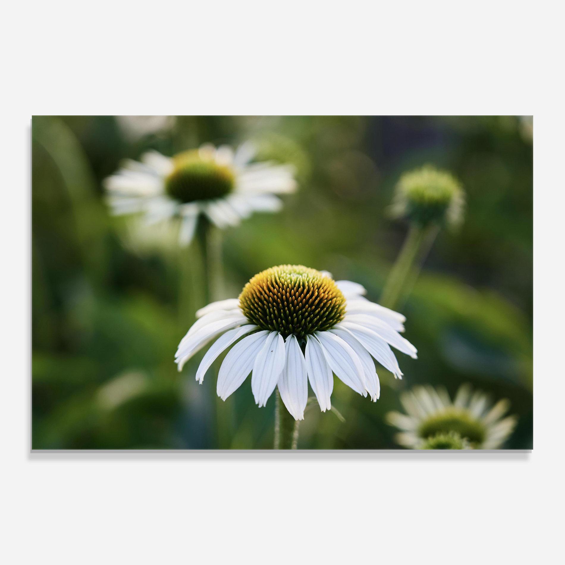 Tablou Sticla Small Green Daisy mockup 0