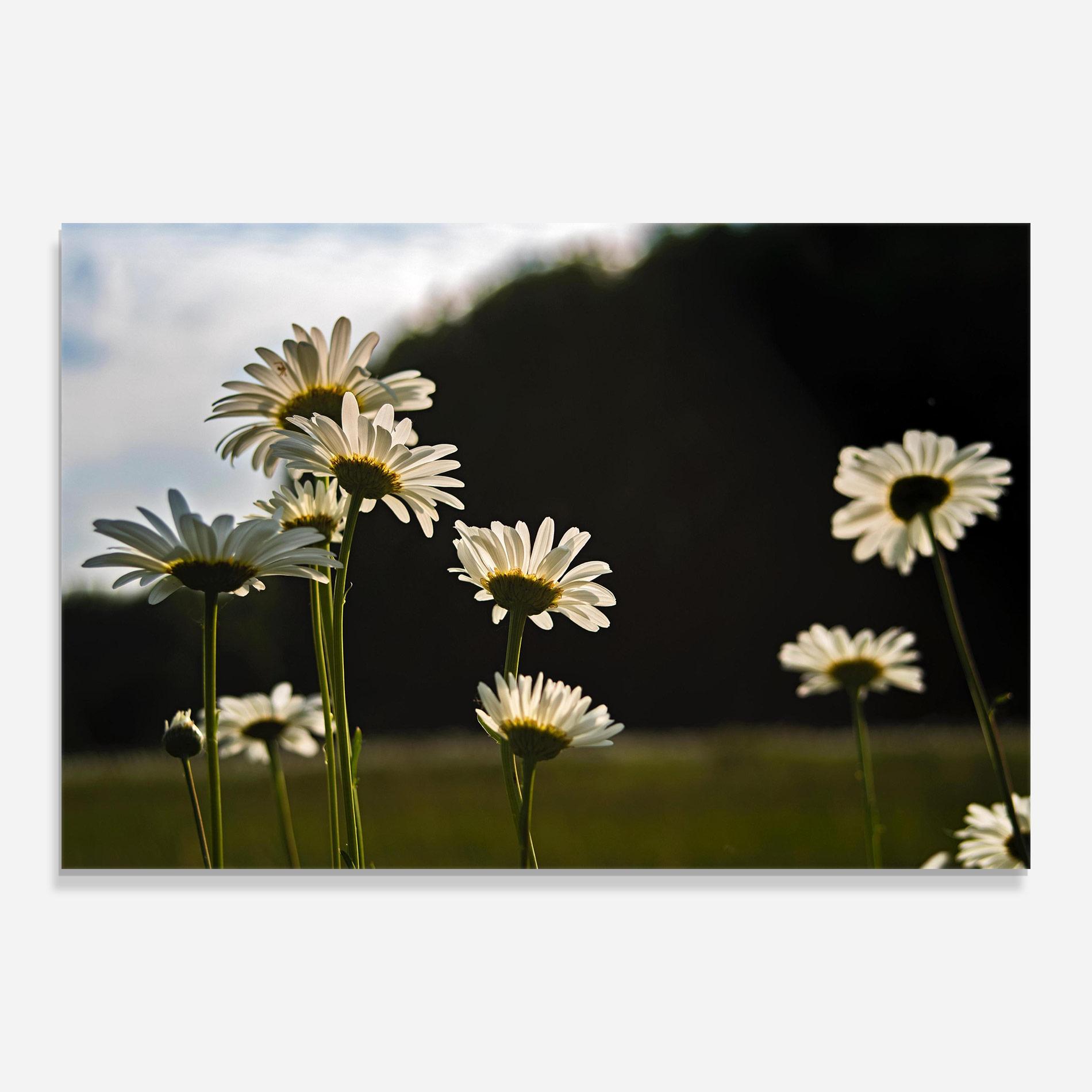Tablou Sticla Wild Daisy mockup 0